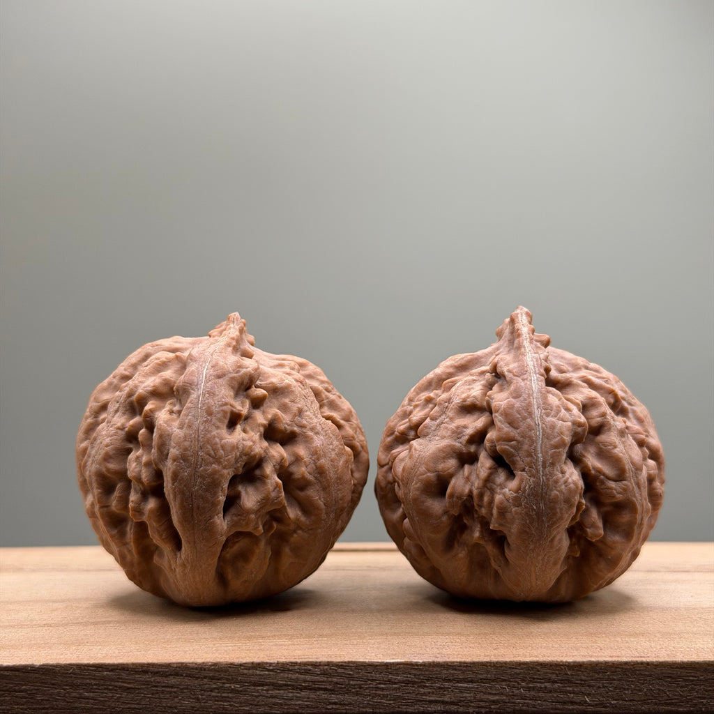 Tyrannosaurus Rex Catalpa Wenwan Walnut