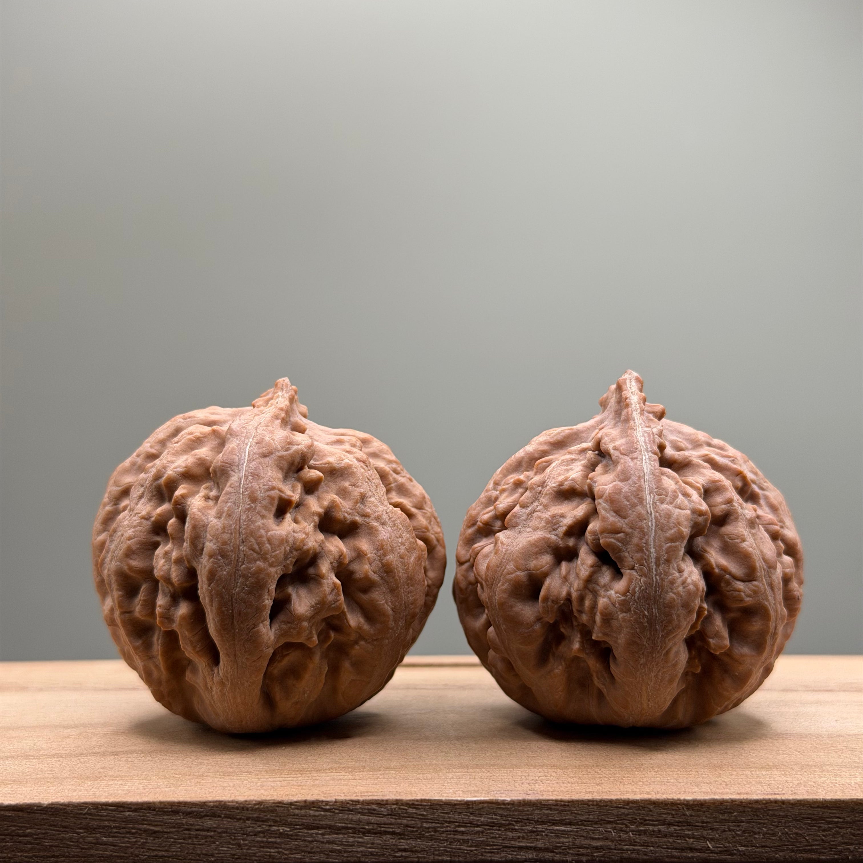 Tyrannosaurus Rex Catalpa Wenwan Walnut