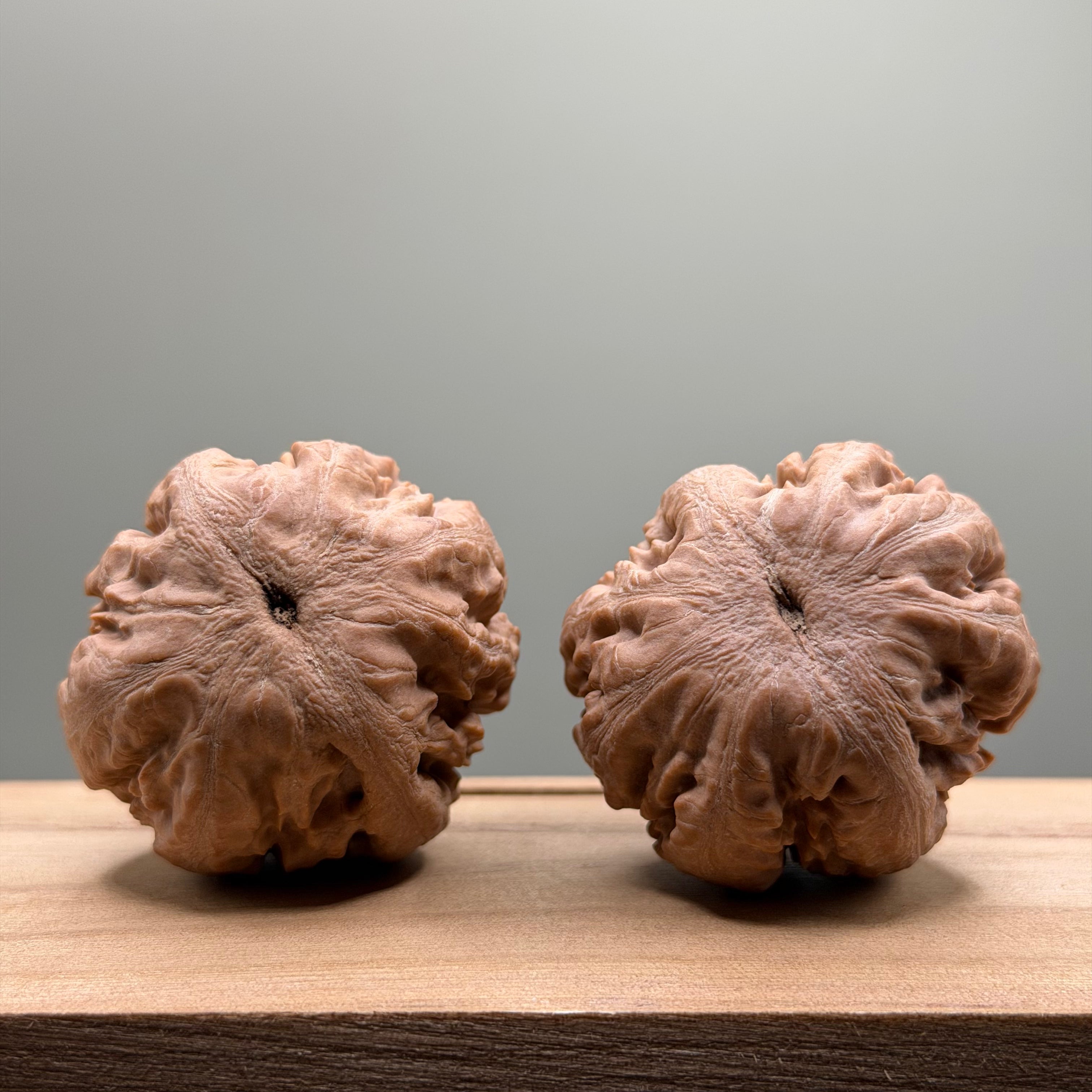 Tyrannosaurus Rex Catalpa Wenwan Walnut
