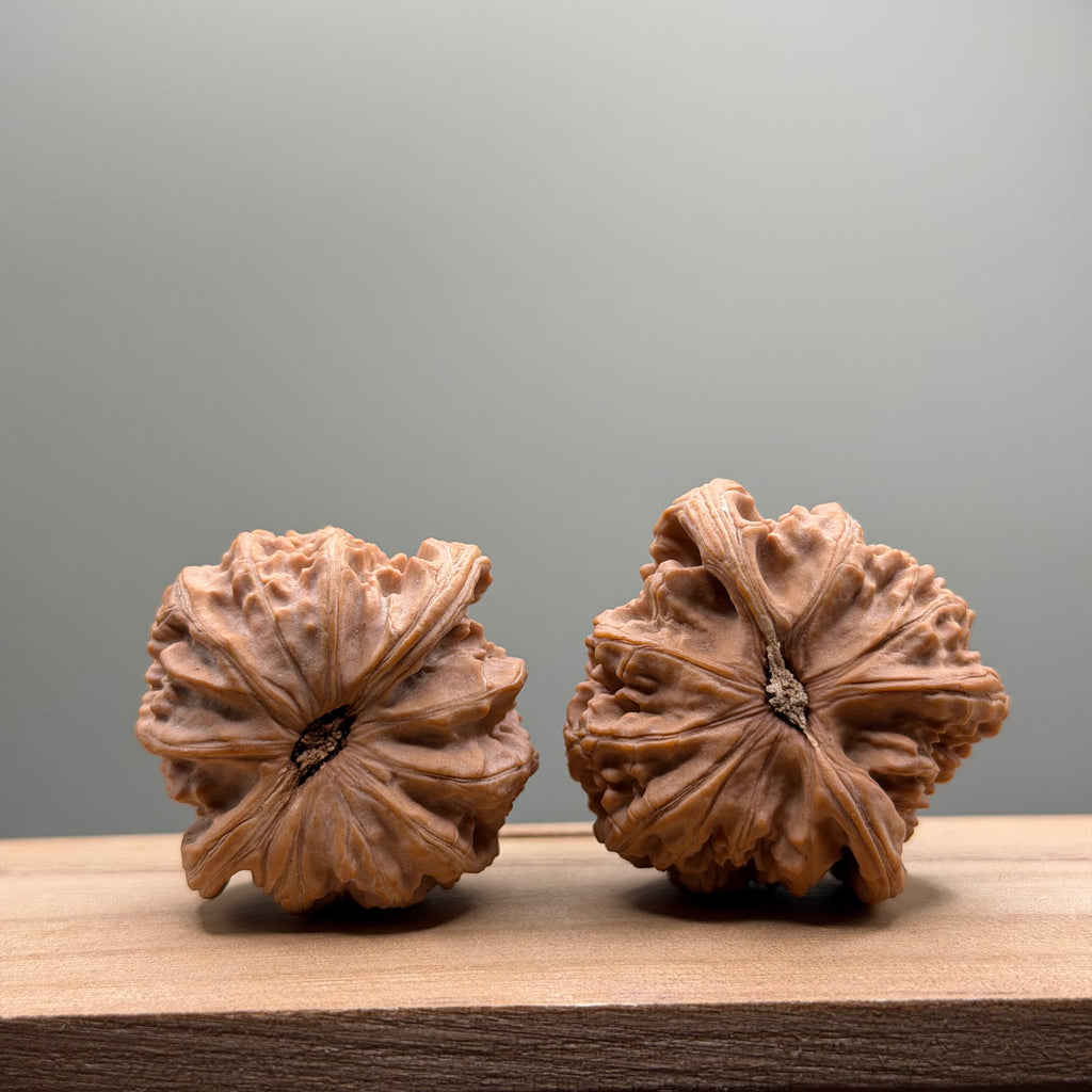 White Lion Head Wenwan Walnut
