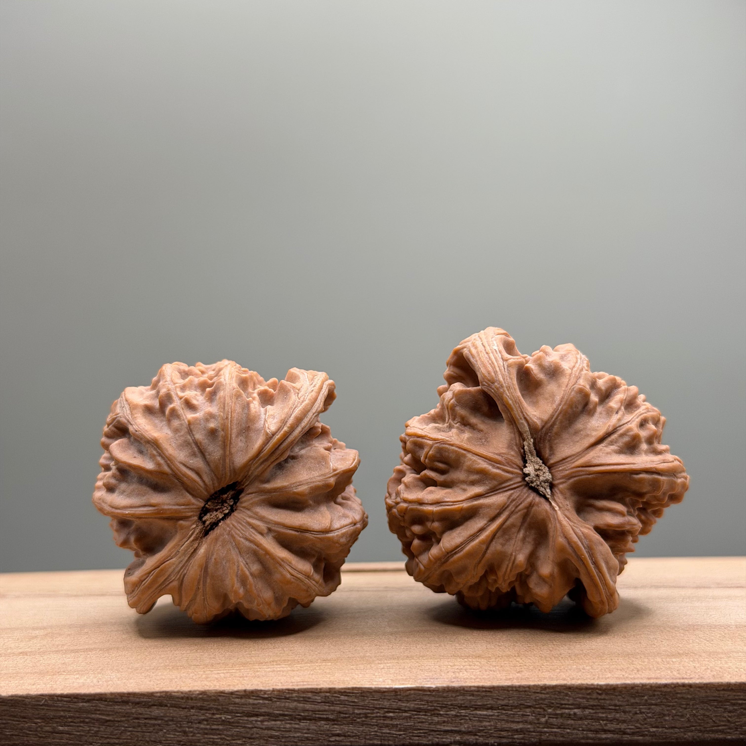 White Lion Head Wenwan Walnut