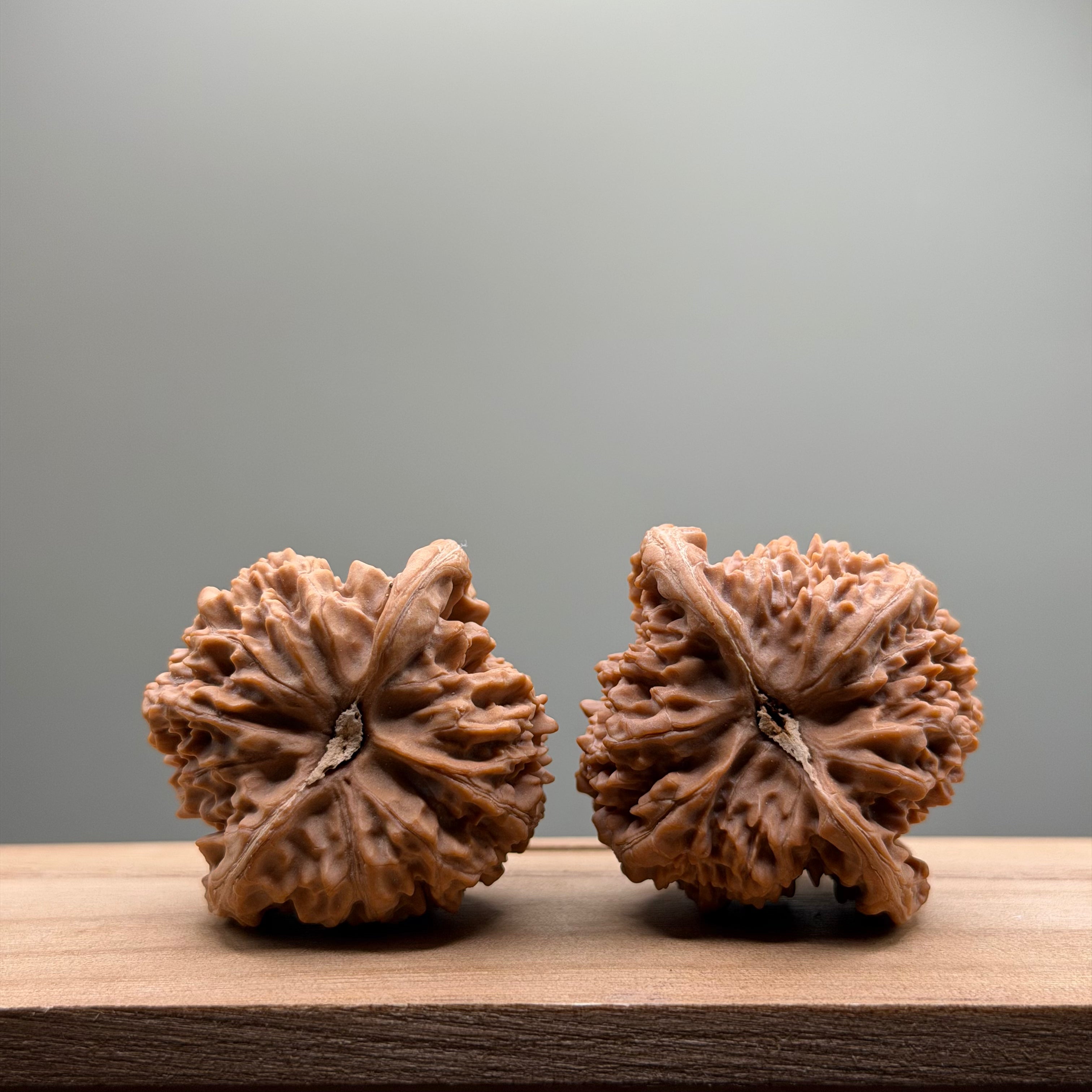 Starry Sky Lion Head Wenwan Walnut
