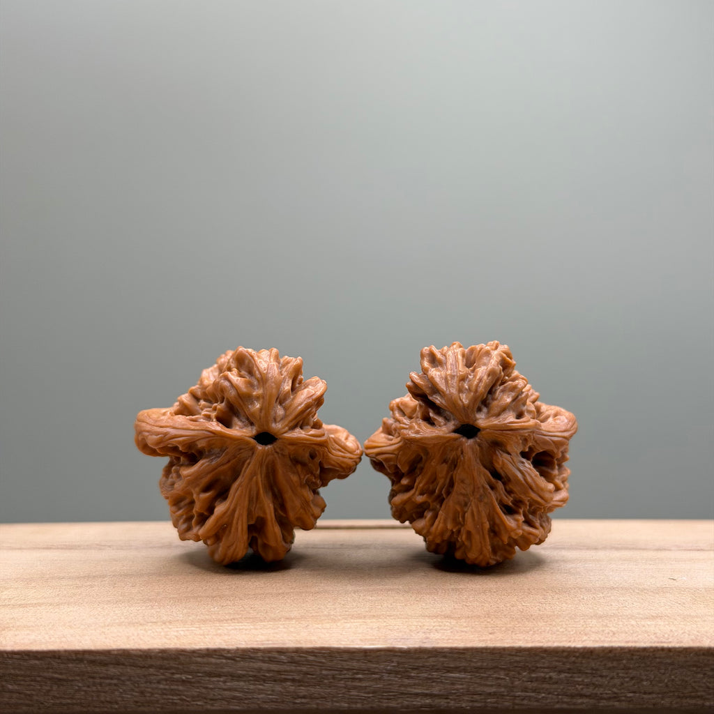 Bird Tiger Head Wenwan Walnut