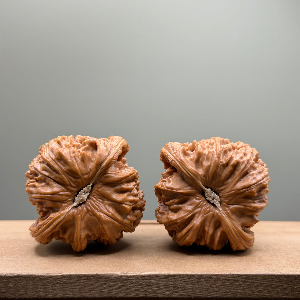 White Lion Head Wenwan Walnut
