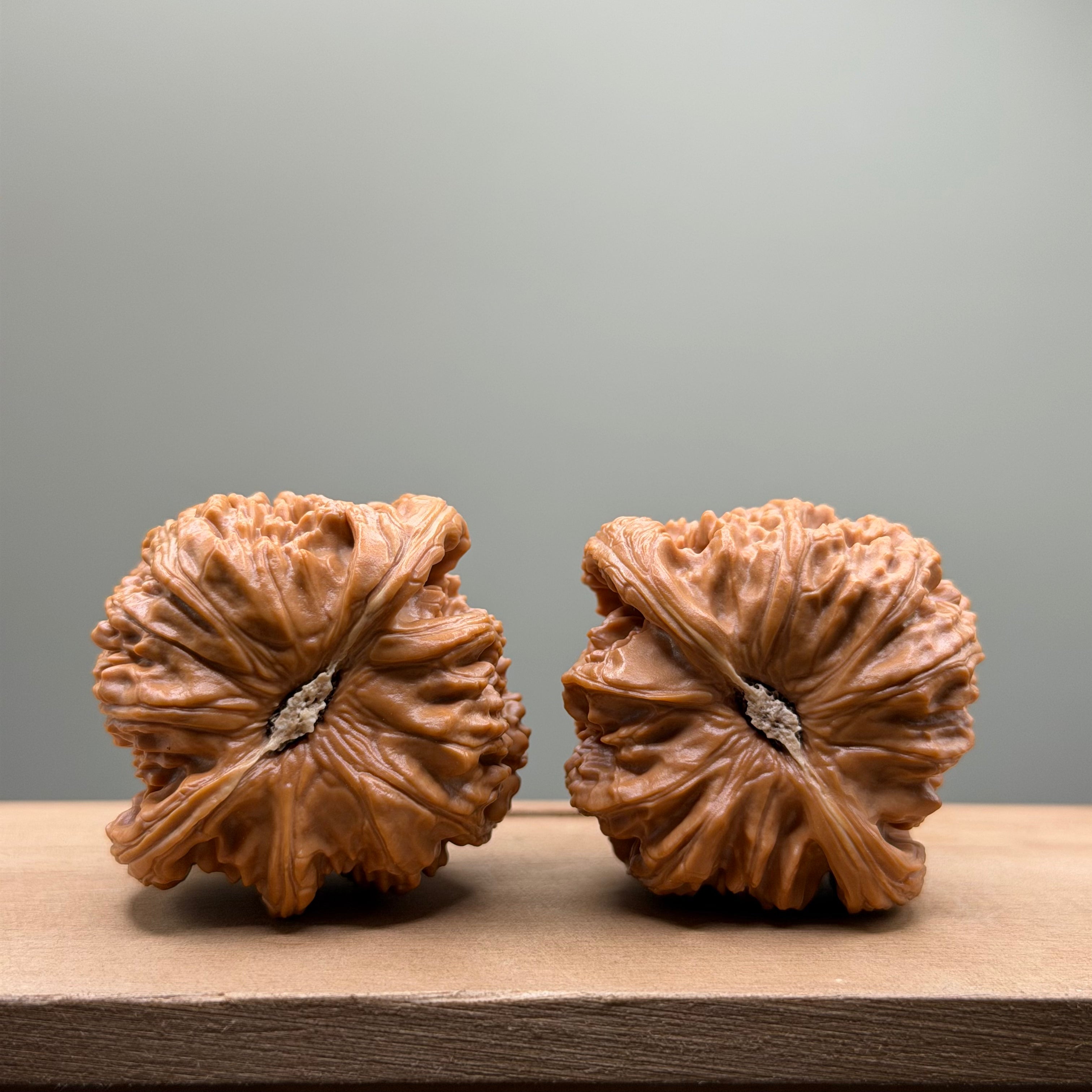 White Lion Head Wenwan Walnut