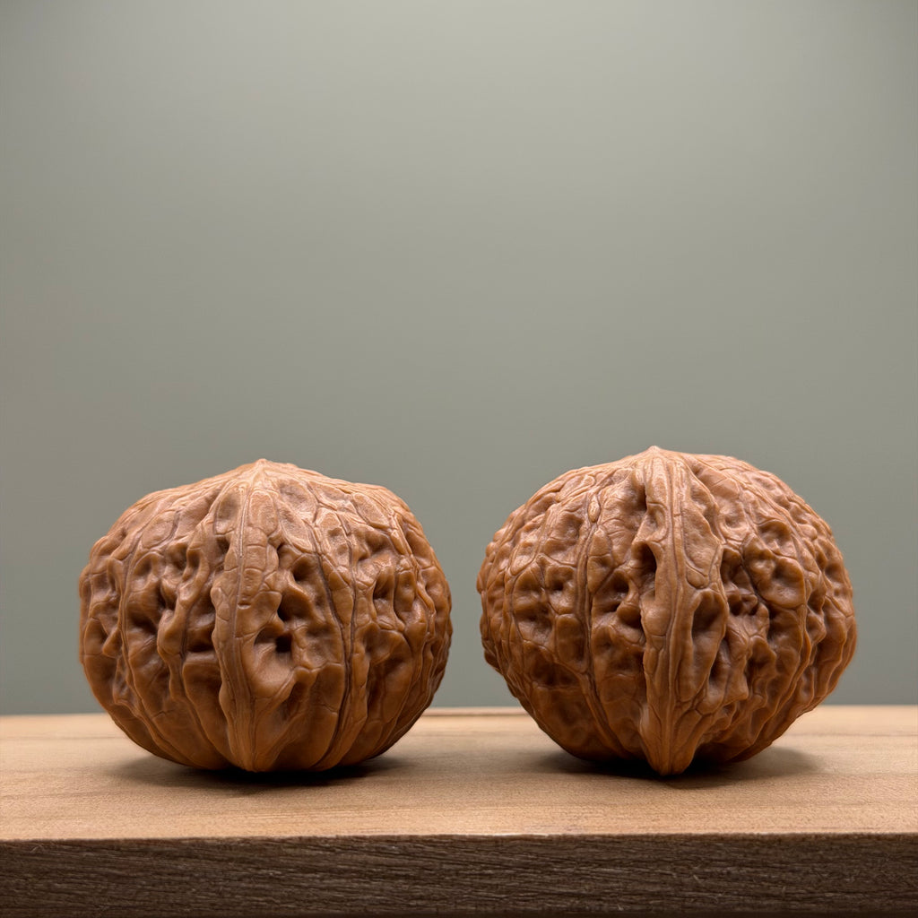 Hammer sister Wenwan Walnut