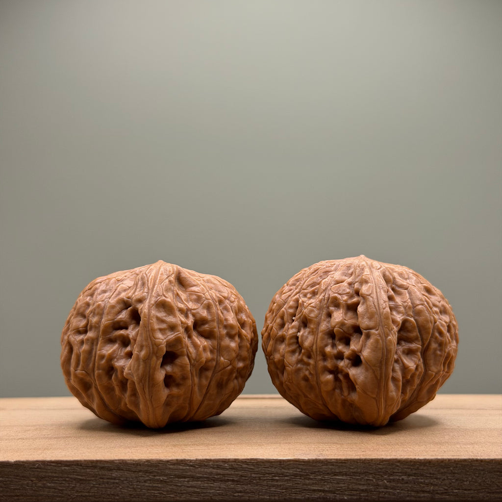 Hammer sister Wenwan Walnut