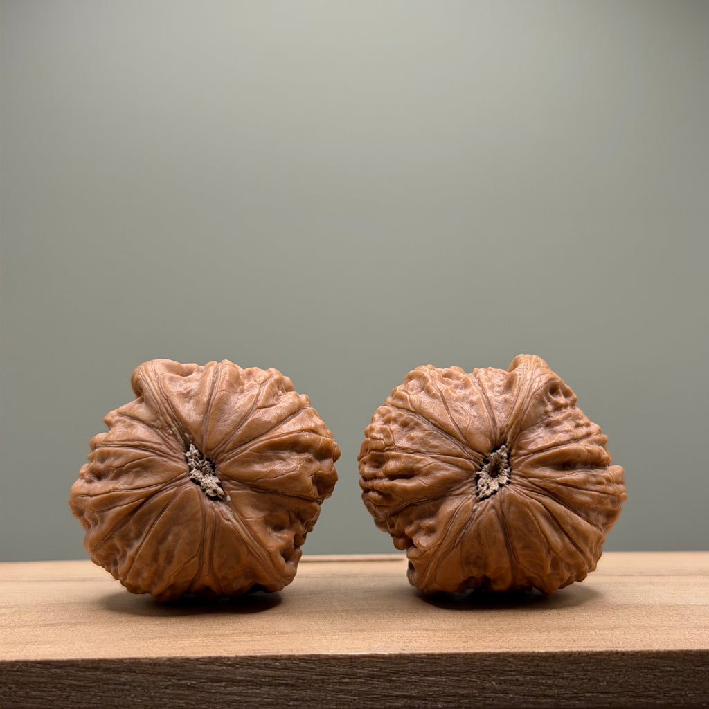 Hammer sister Wenwan Walnut