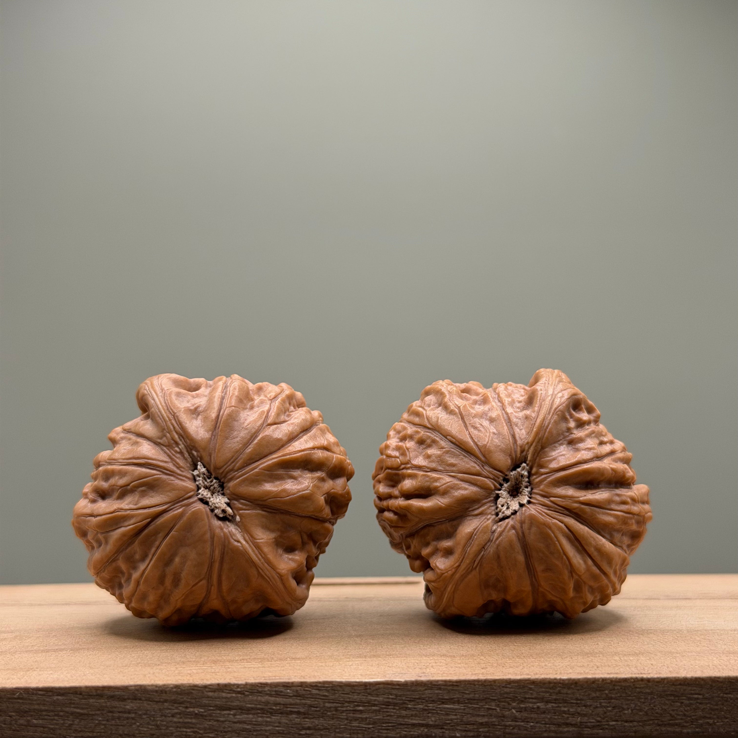 Hammer sister Wenwan Walnut