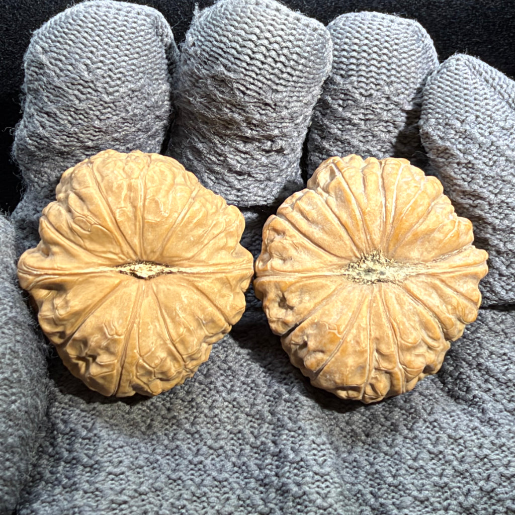 Pumpkin Wenwan Walnut · 39mm · Natural · Entry Ritual