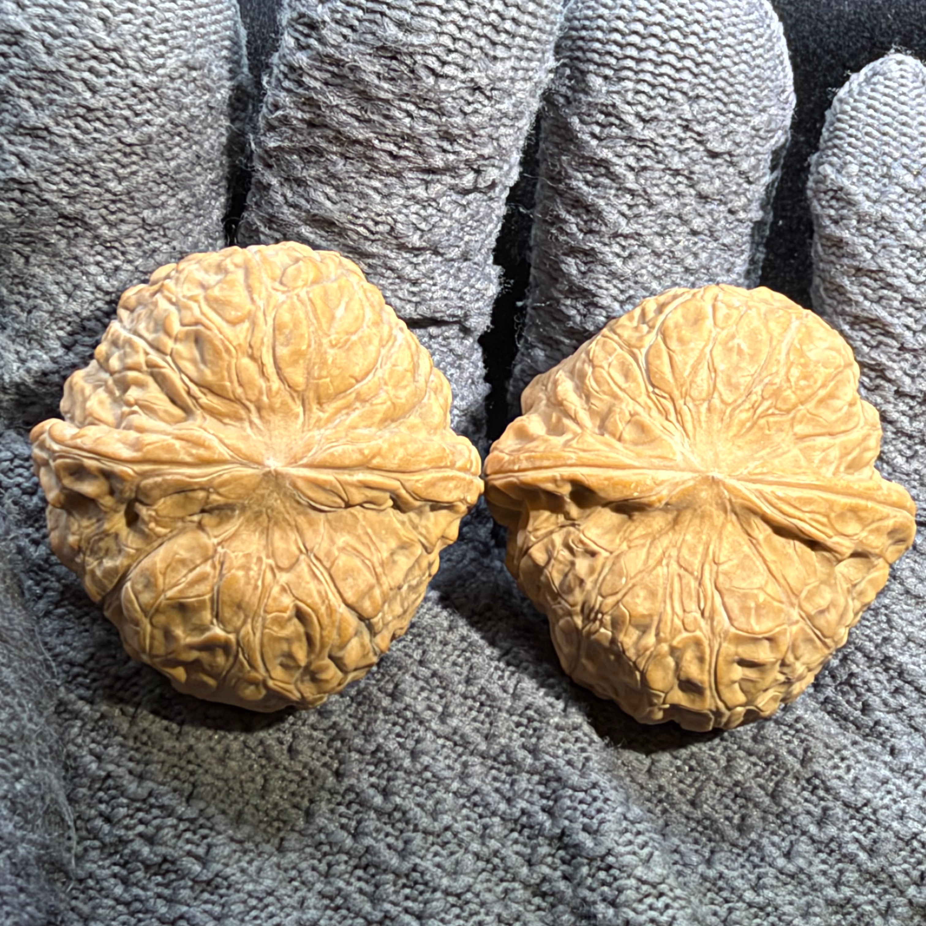 Pumpkin Wenwan Walnut · 39mm · Natural · Entry Ritual