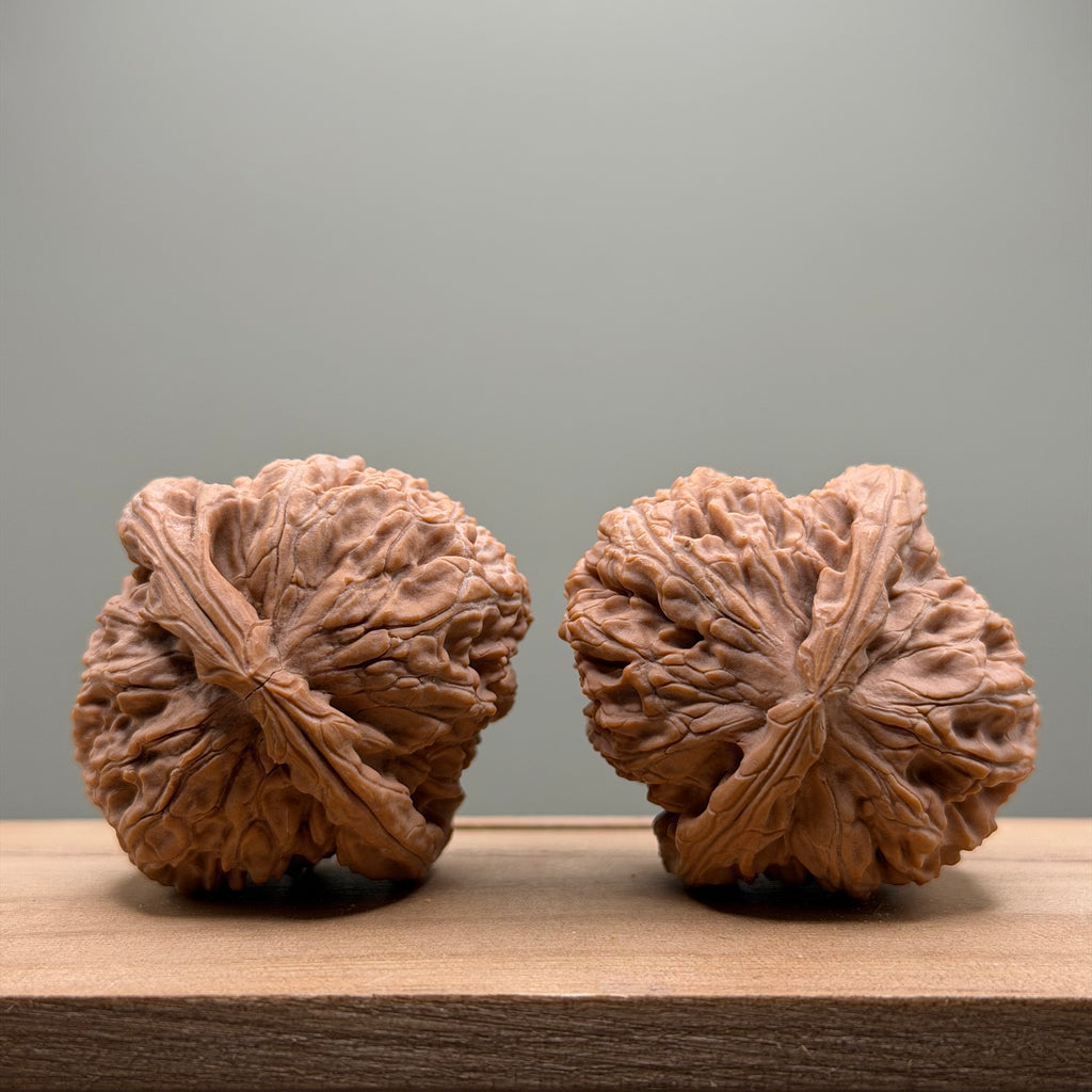 White Lion Head Wenwan Walnut