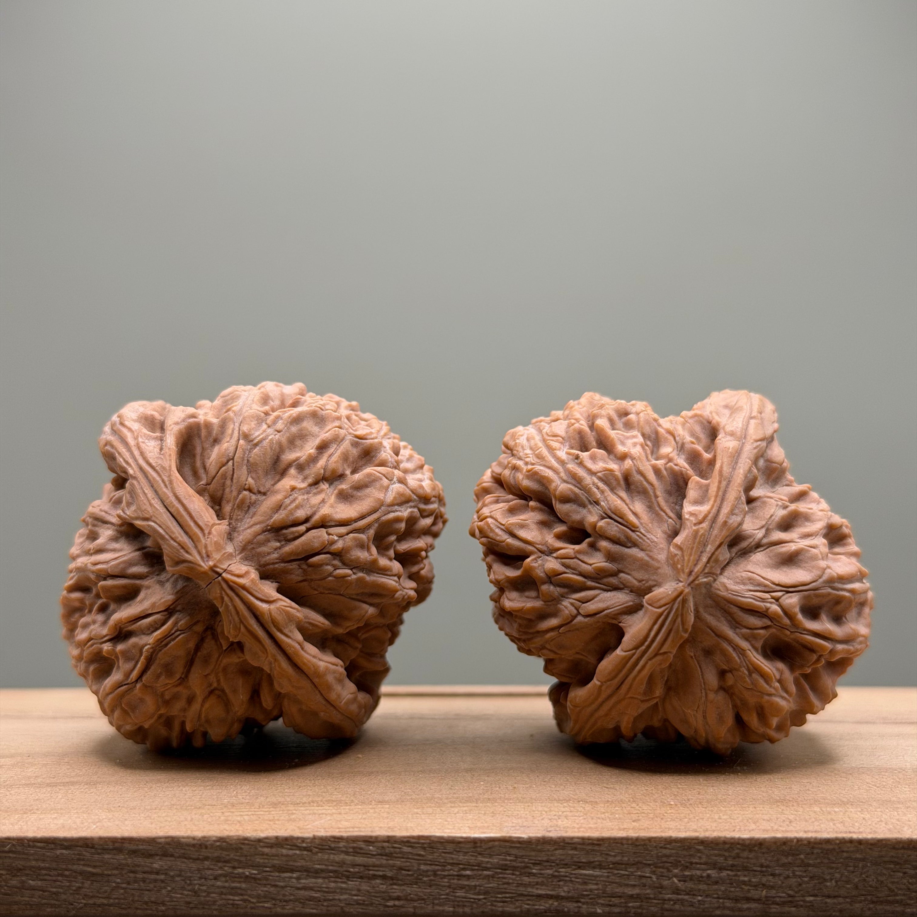 White Lion Head Wenwan Walnut