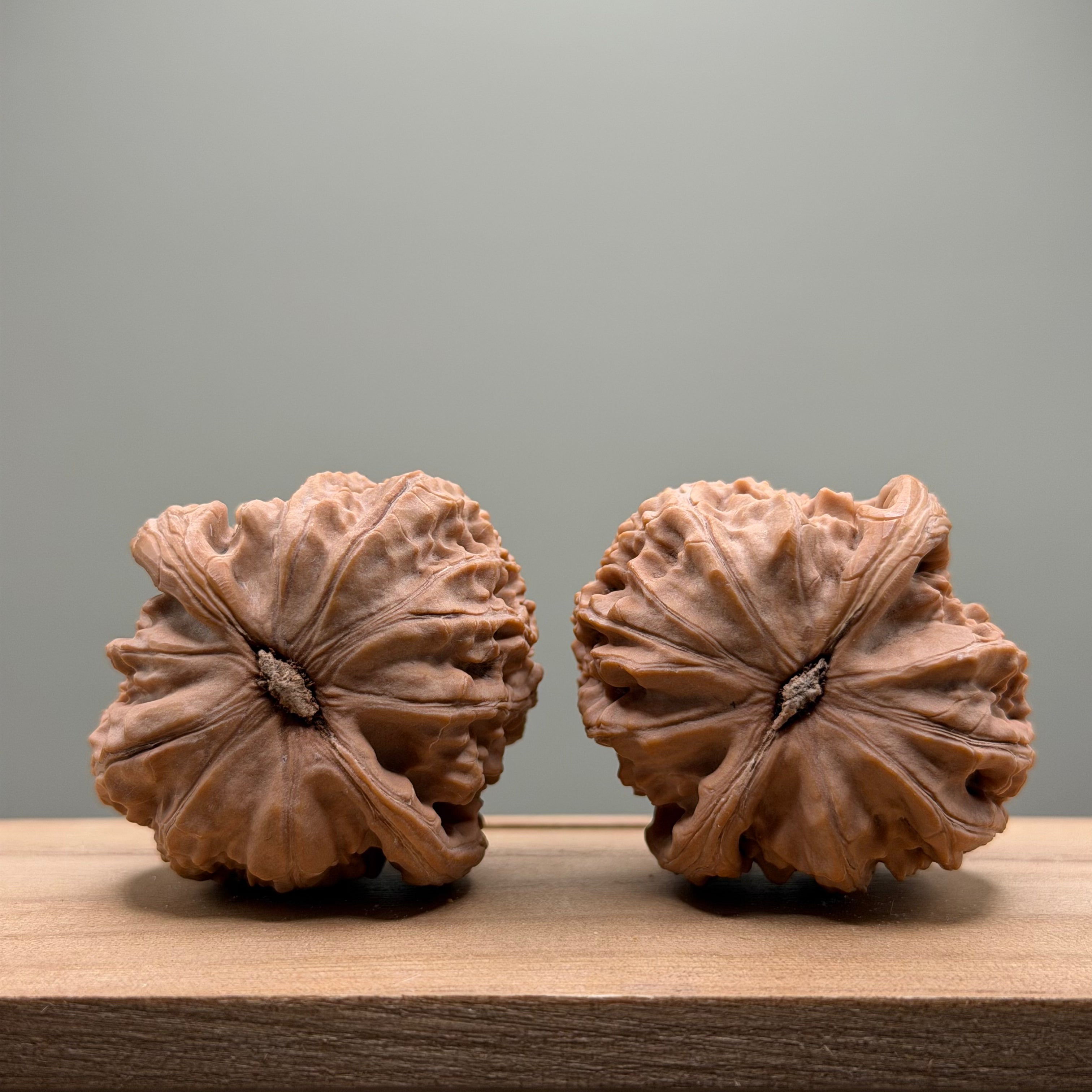 White Lion Head Wenwan Walnut