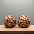 White Lion Head Wenwan Walnut
