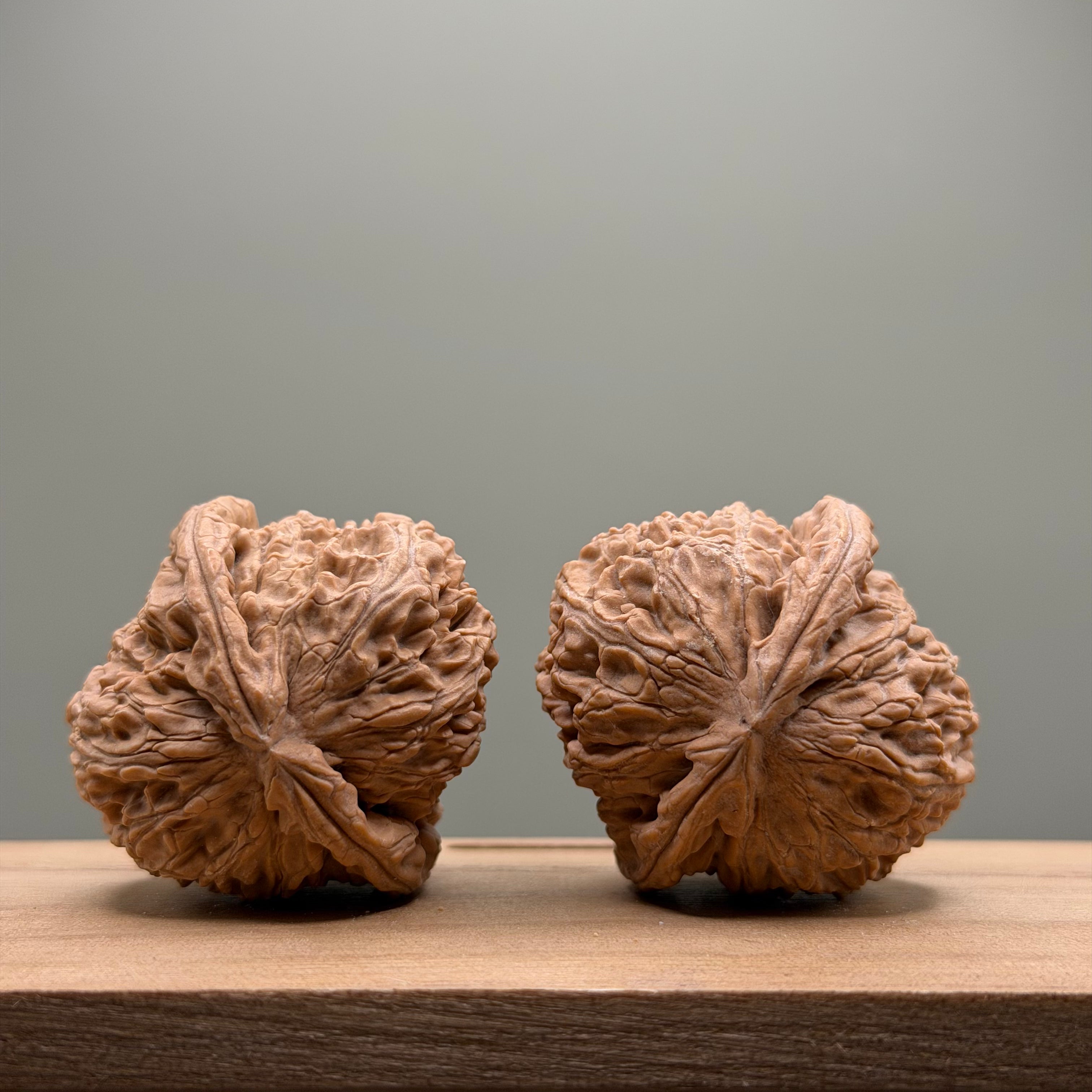 White Lion Head Wenwan Walnut