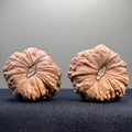 Pumpkin Wenwan Walnut · 45mm · Natural · Select Ritual