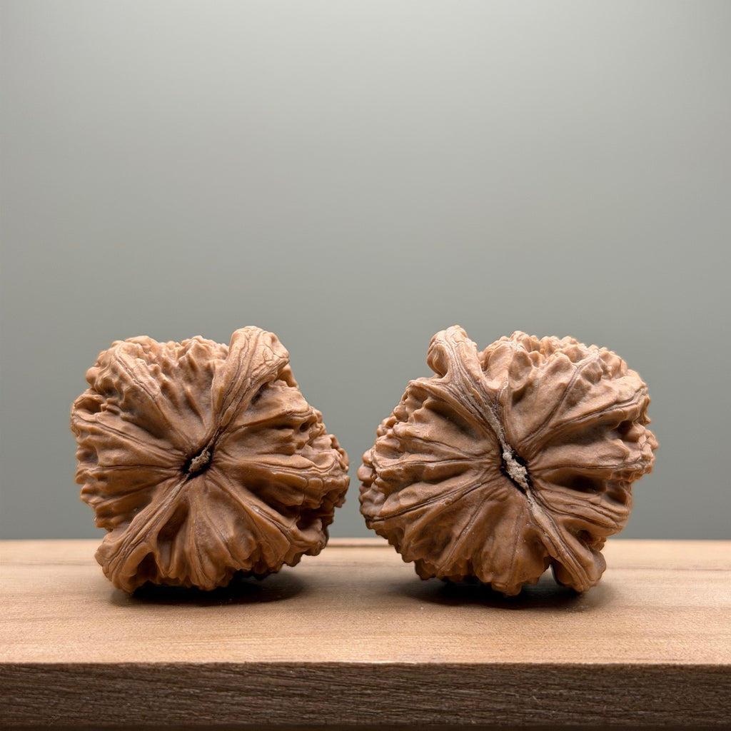 White Lion Head Wenwan Walnut