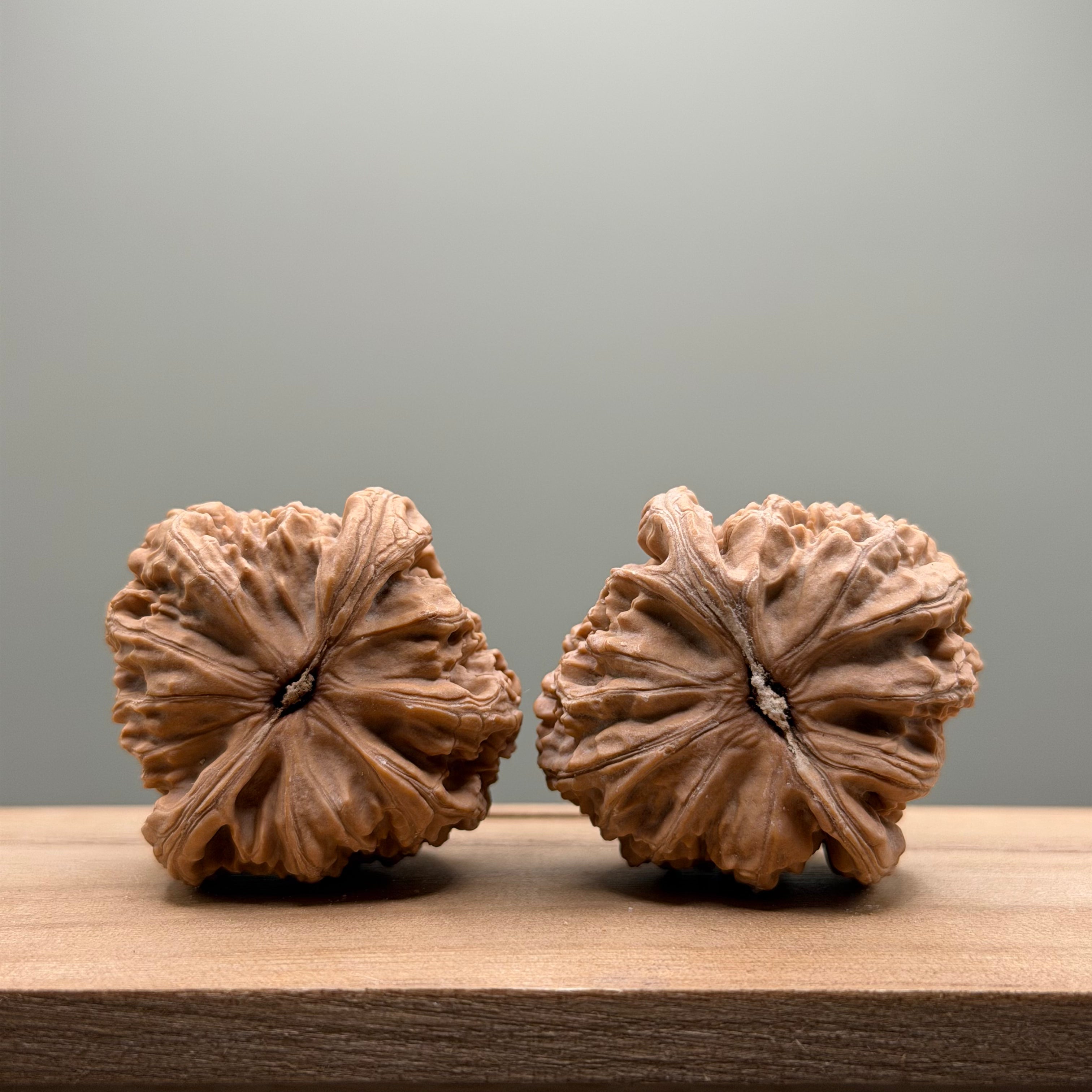 White Lion Head Wenwan Walnut