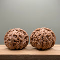 White Lion Head Wenwan Walnut