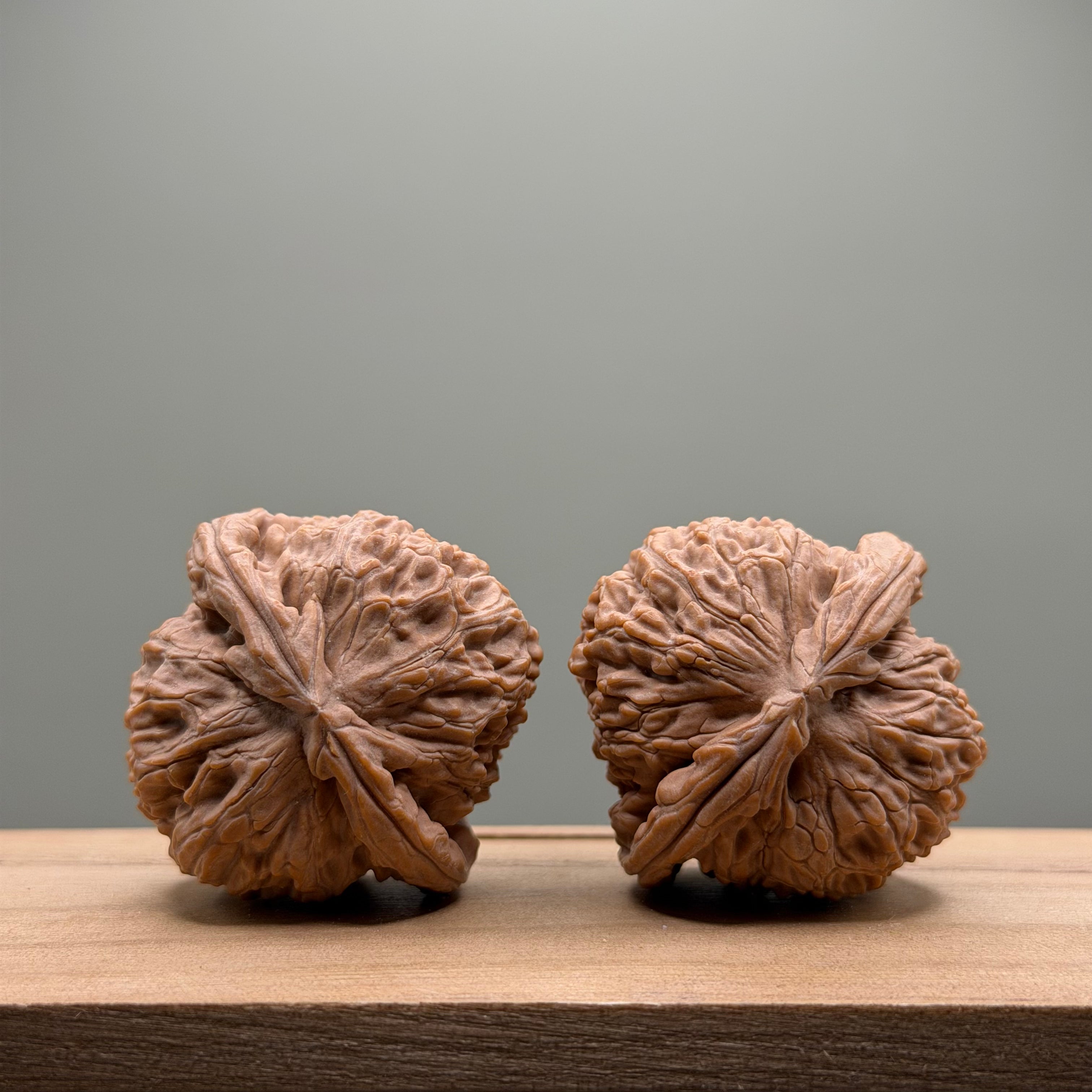 White Lion Head Wenwan Walnut
