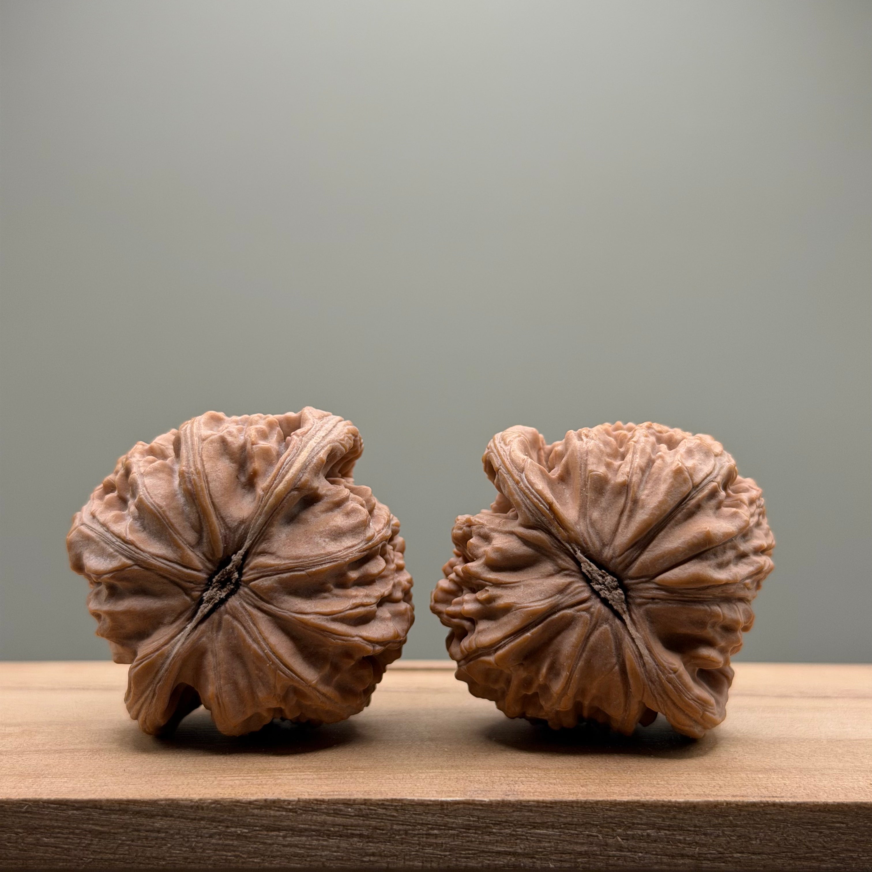 White Lion Head Wenwan Walnut