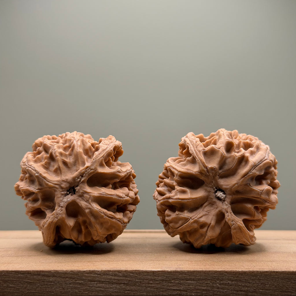 Apple Orchard Lion Head Wenwan Walnut