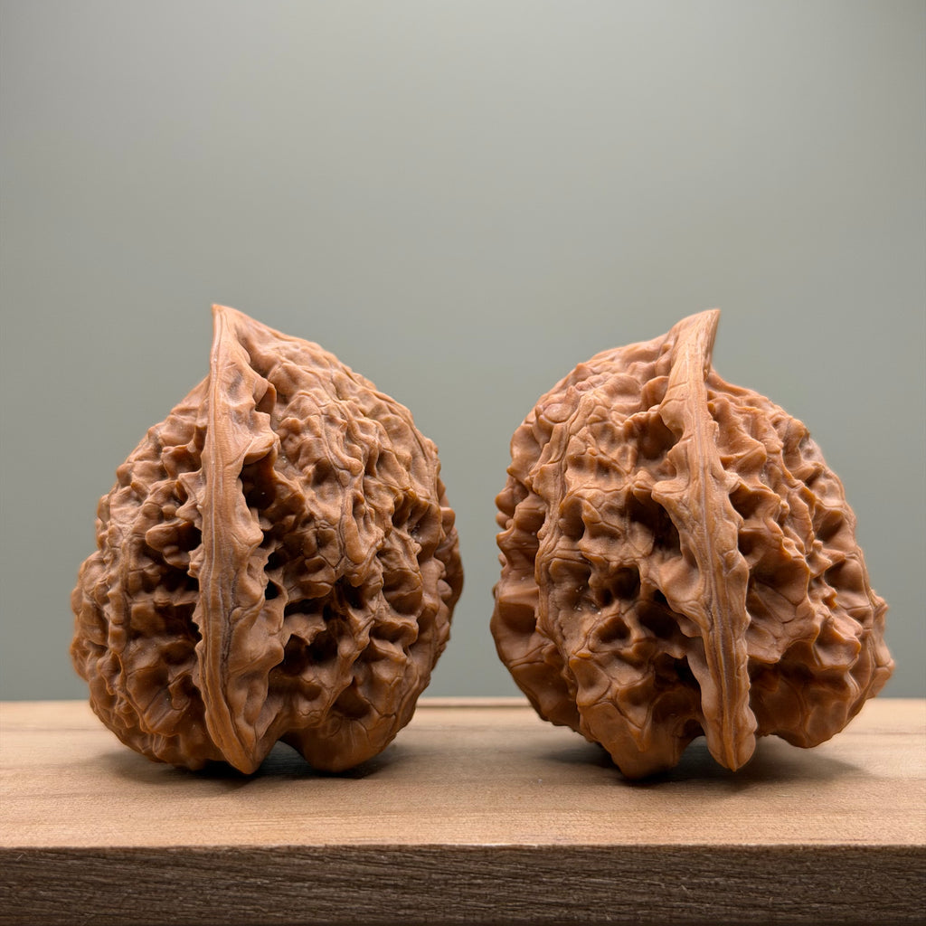 Snake Head Wenwan Walnut