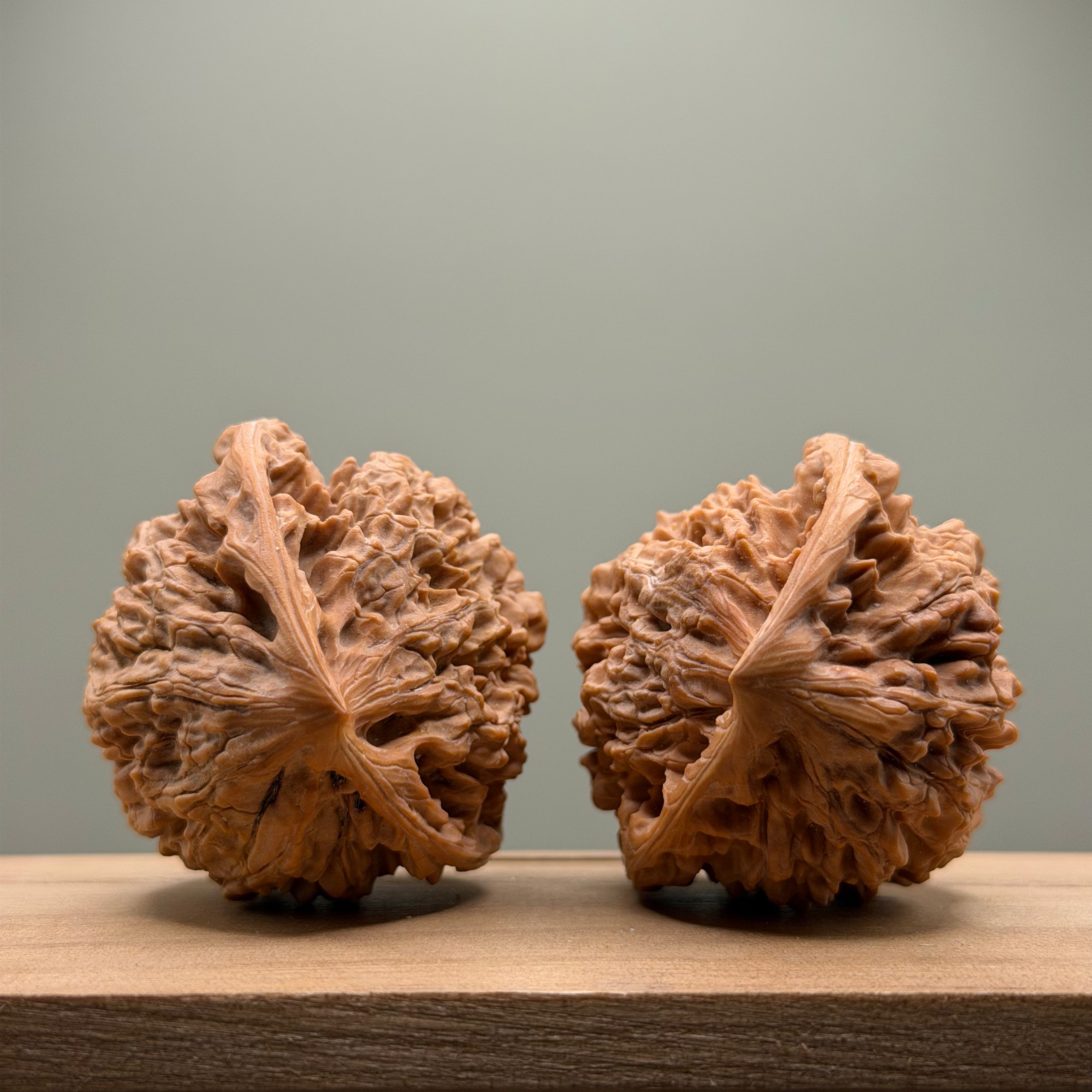 Snake Head Wenwan Walnut