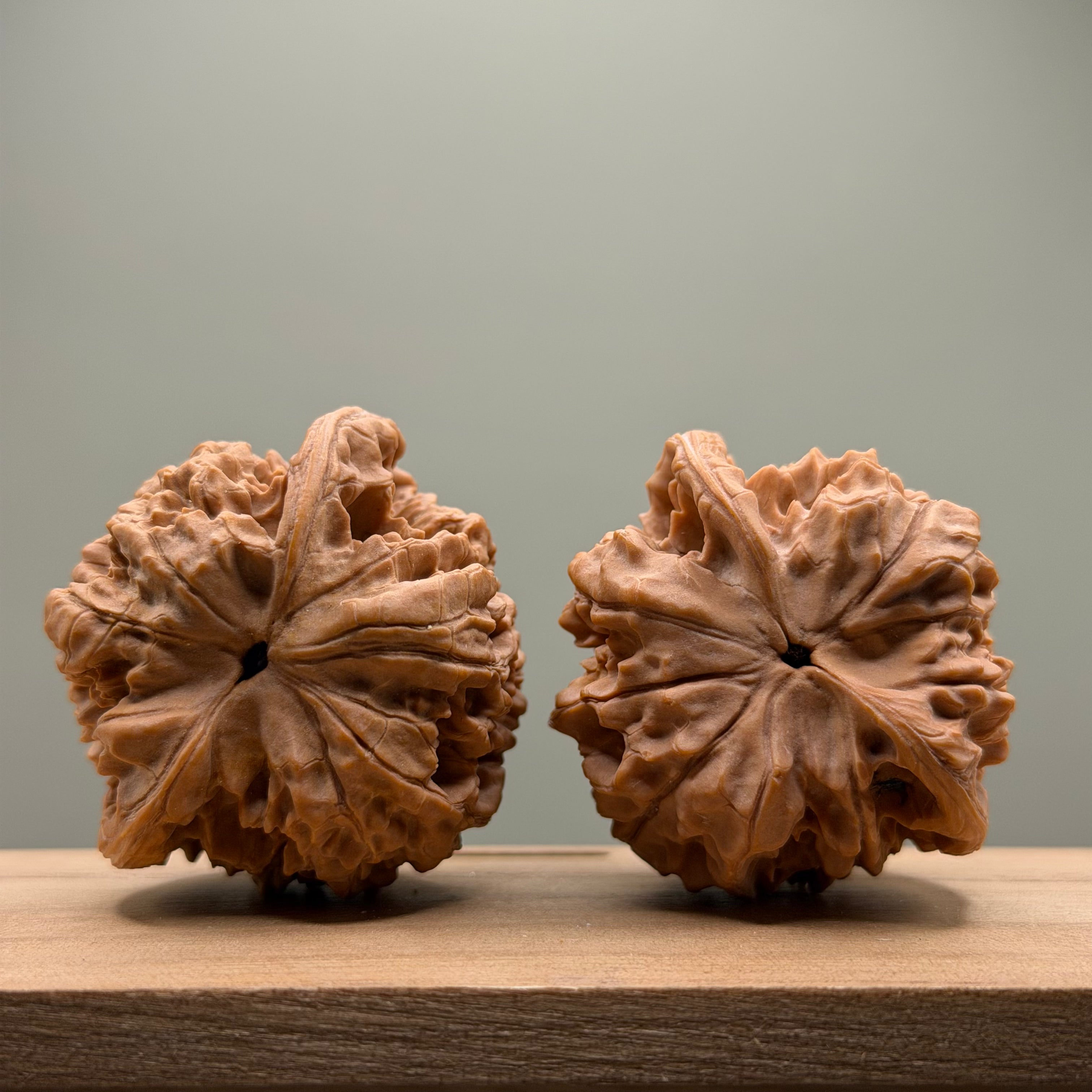 Snake Head Wenwan Walnut