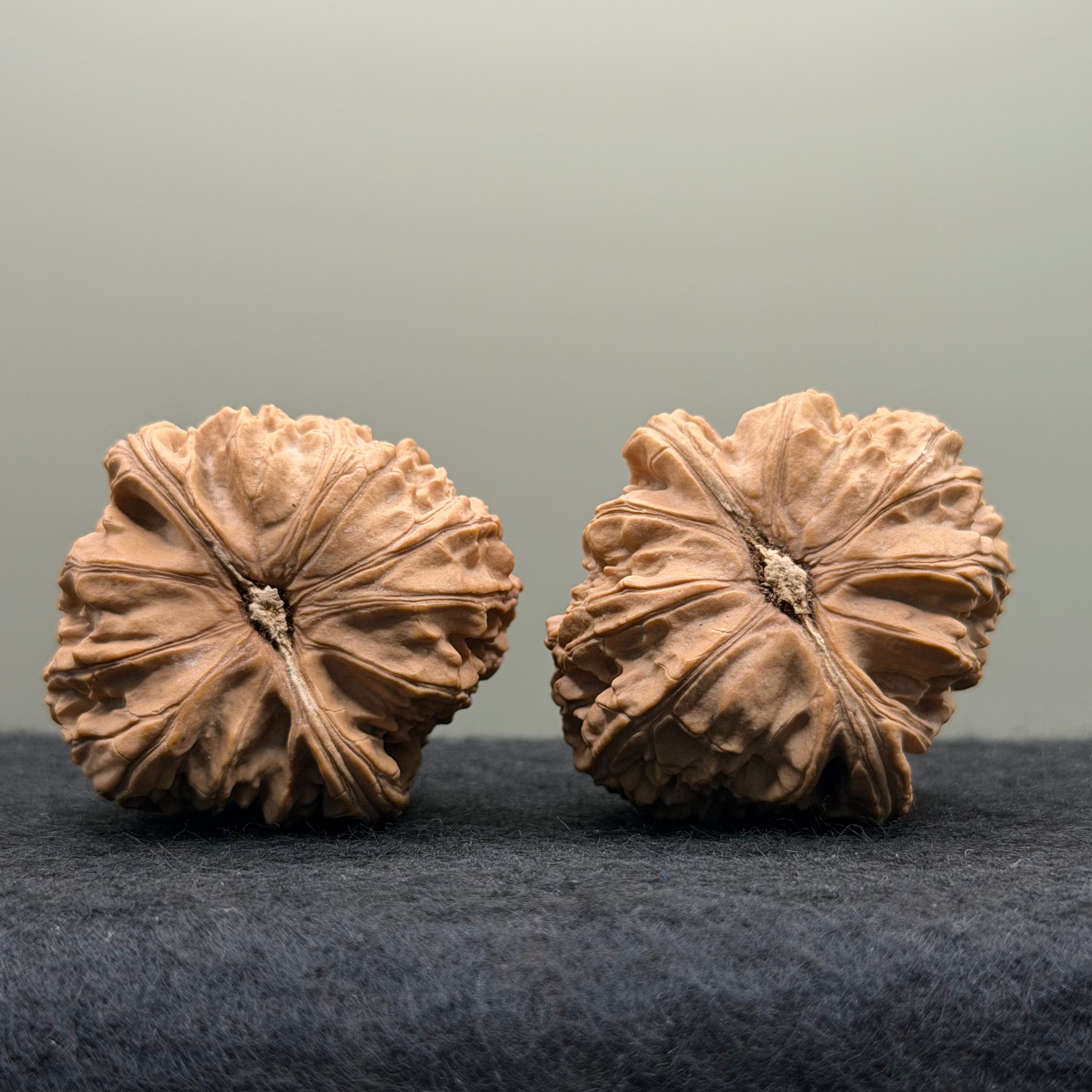 White Lion Head Wenwan Walnut