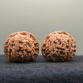 White Lion Head Wenwan Walnut