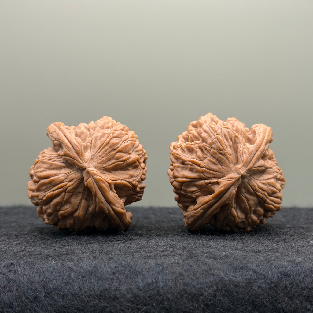 White Lion Head Wenwan Walnut