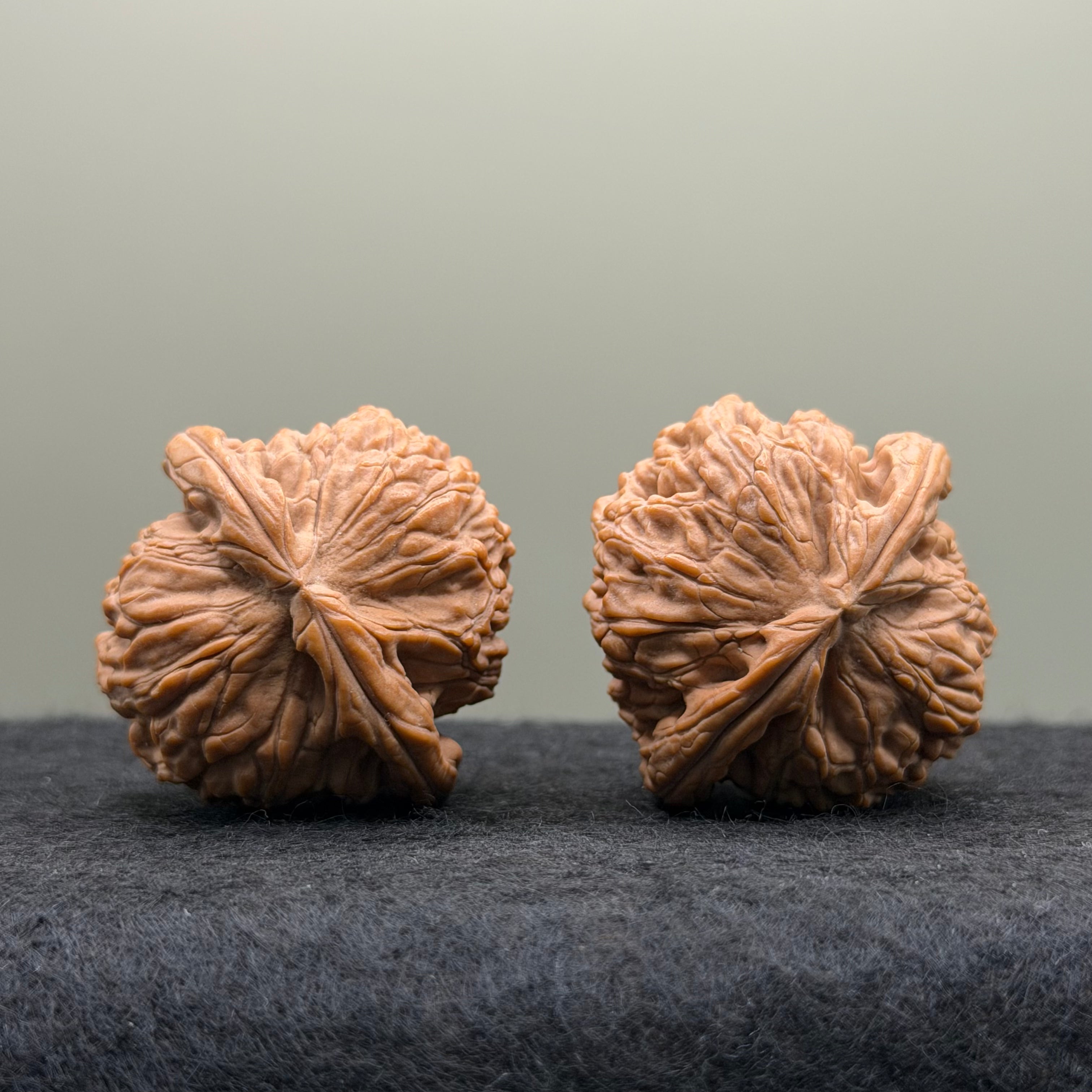 White Lion Head Wenwan Walnut