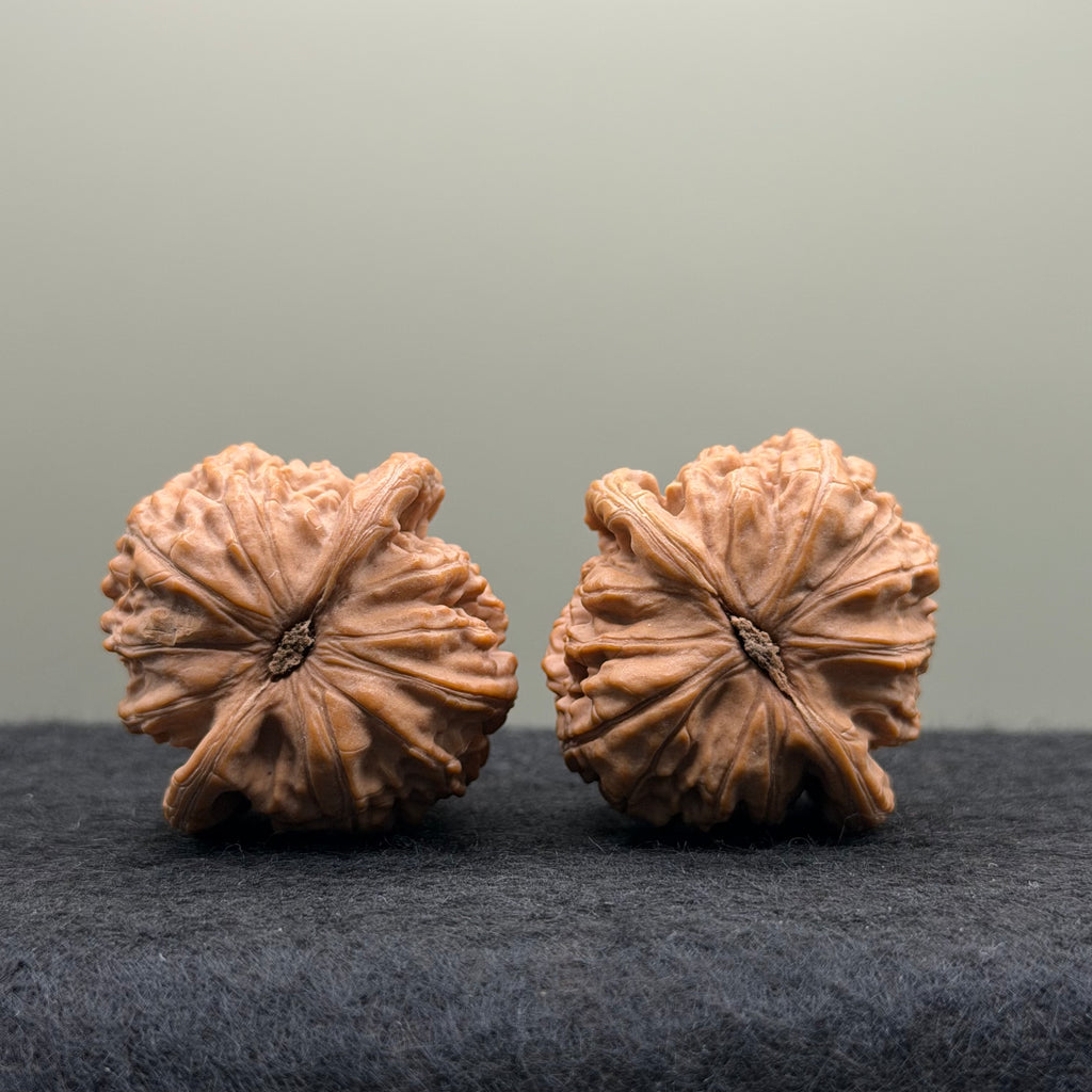 White Lion Head Wenwan Walnut