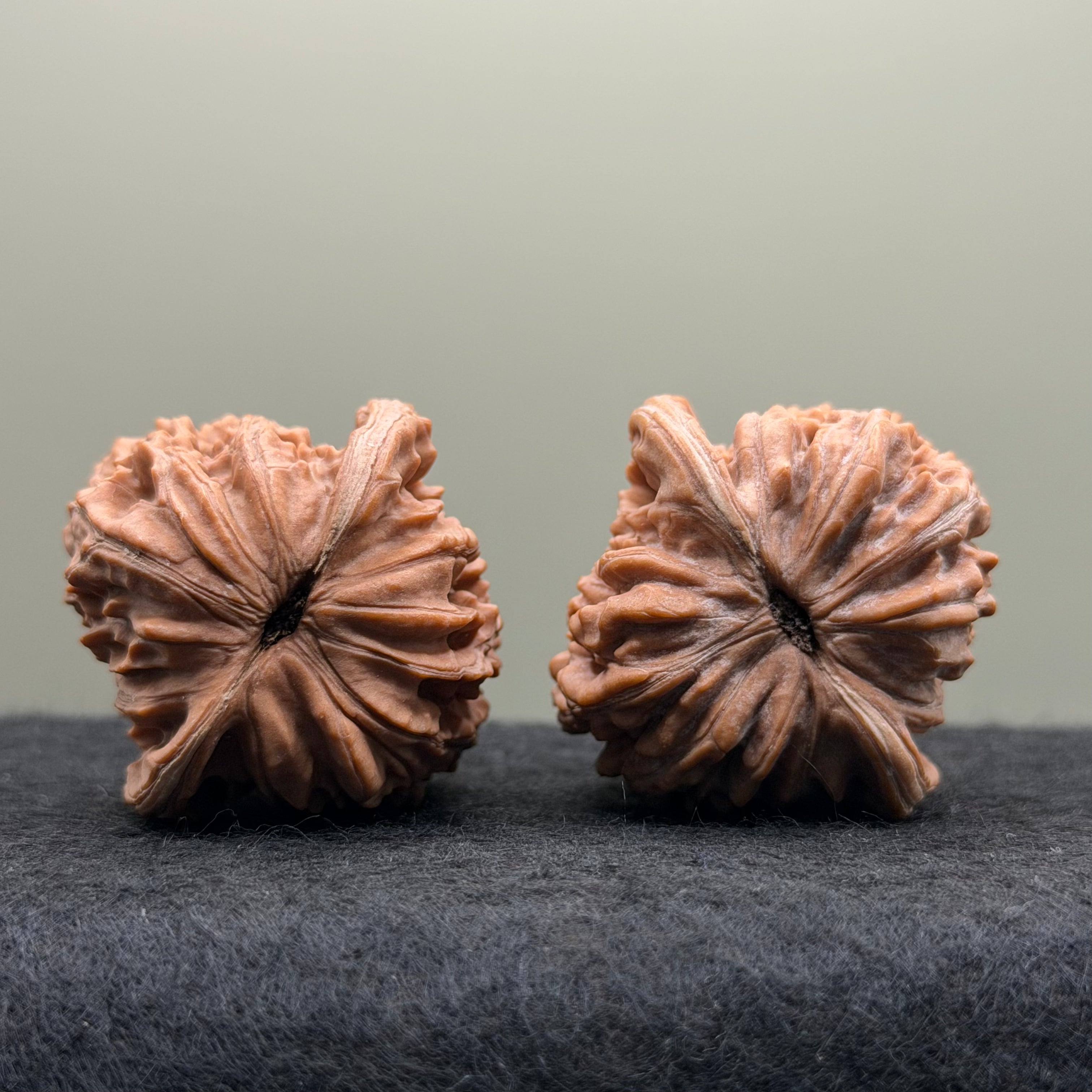 Four Towers Wenwan Walnut