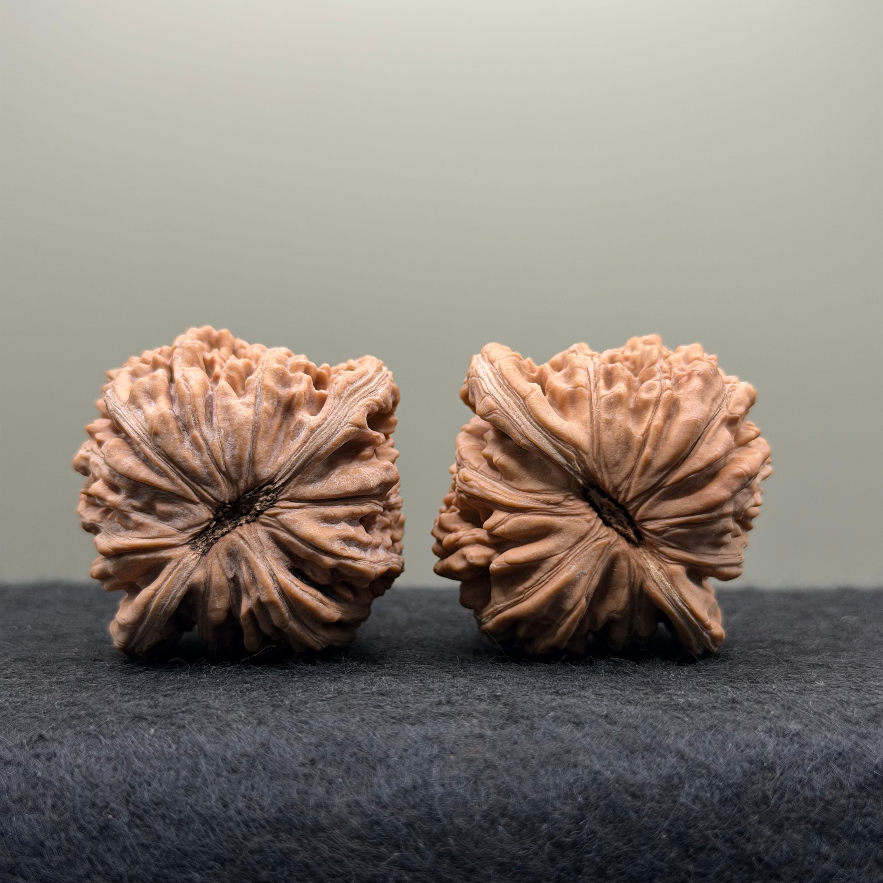 Four Towers Wenwan Walnut