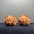 Heaven & Earth Wenwan Walnut · 33mm · Natural · Select Ritual