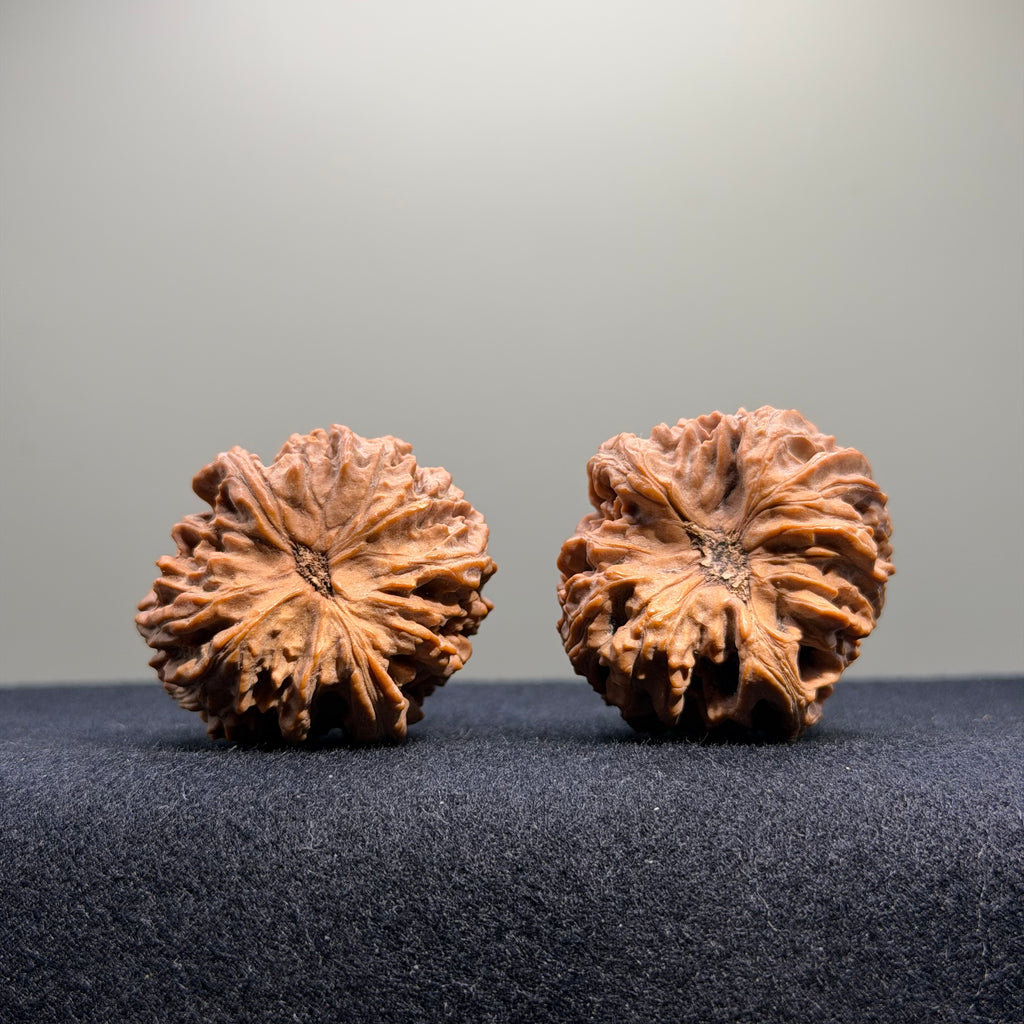 Zuo Ao Wenwan Walnut · 35mm · Natural · Entry Ritual