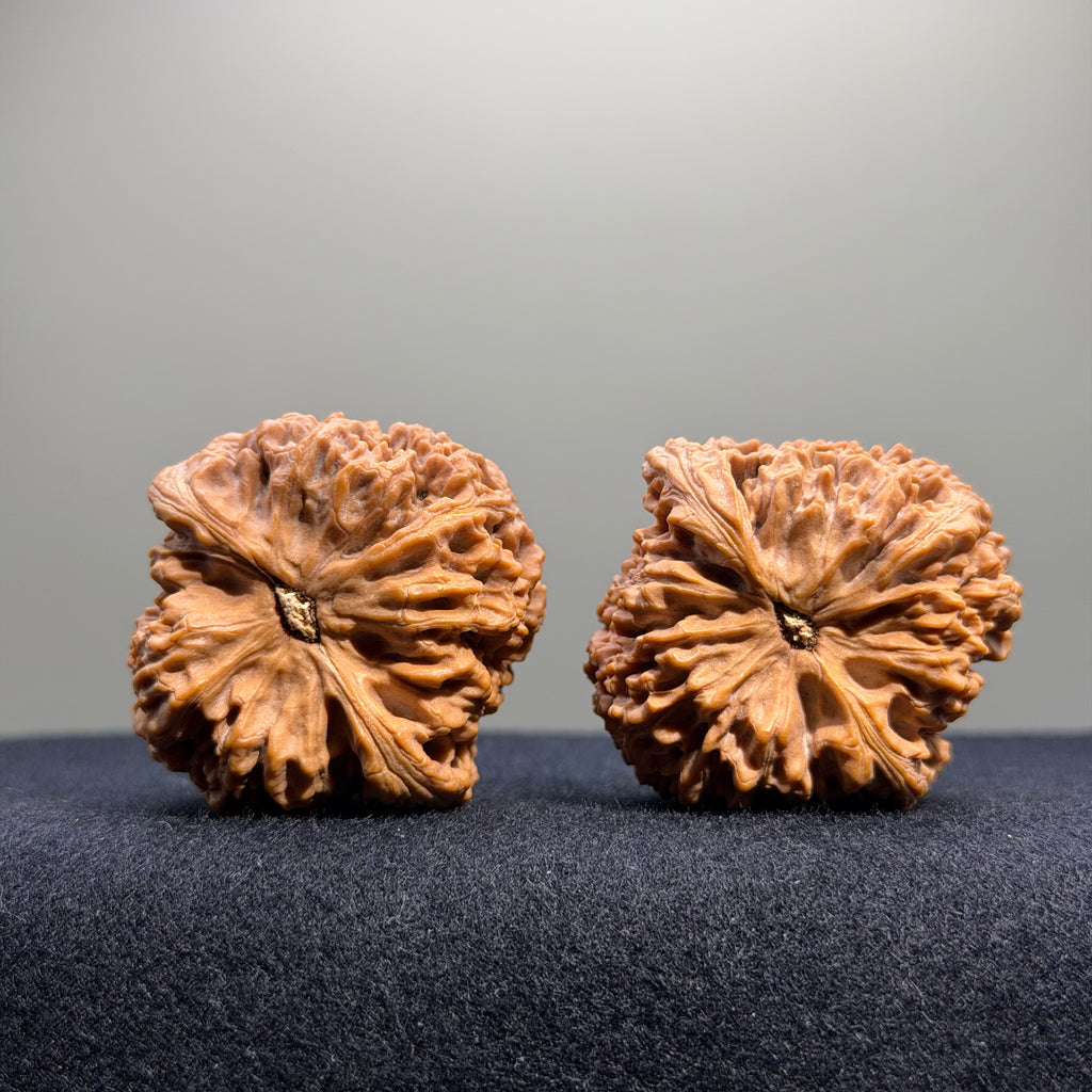 Zuo Ao Wenwan Walnut · 35mm · Natural · Entry Ritual