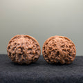 Apple Orchard Lion Head Wenwan Walnut