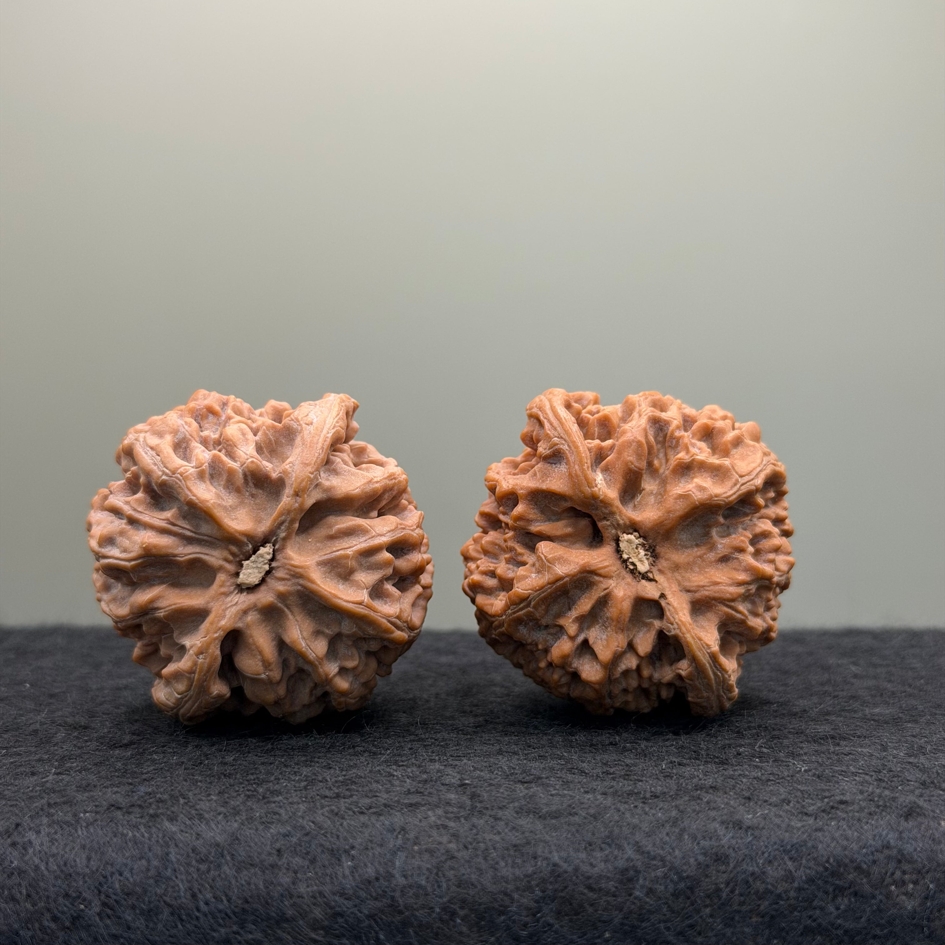 Apple Orchard Lion Head Wenwan Walnut