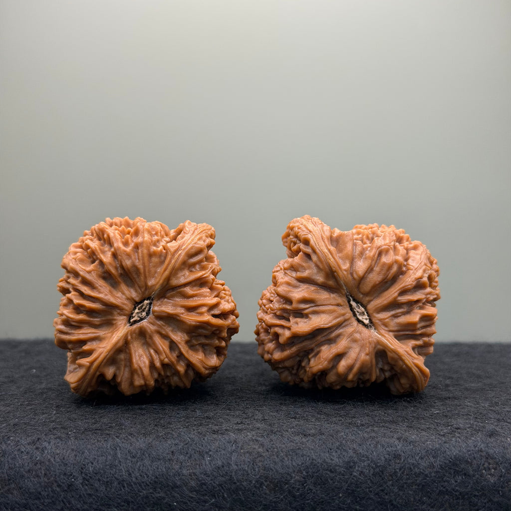 Nanjiang Stone Lion Head Wenwan Walnut