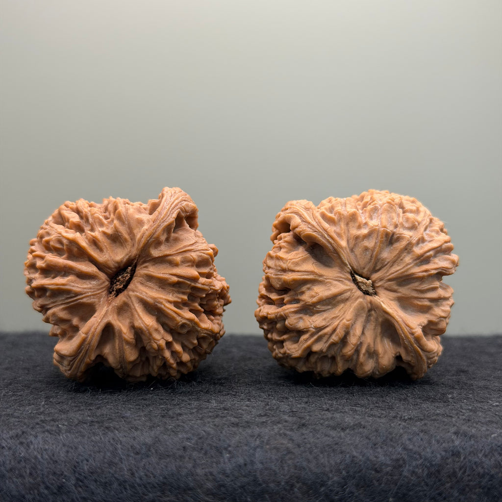 Nanjiang Stone Lion Head Wenwan Walnut