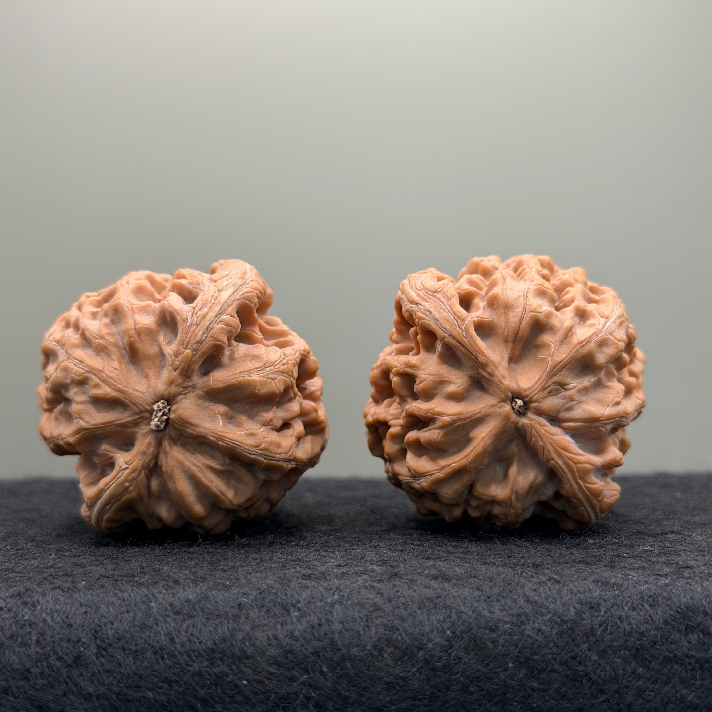 Lotus Lion Head Wenwan Walnut