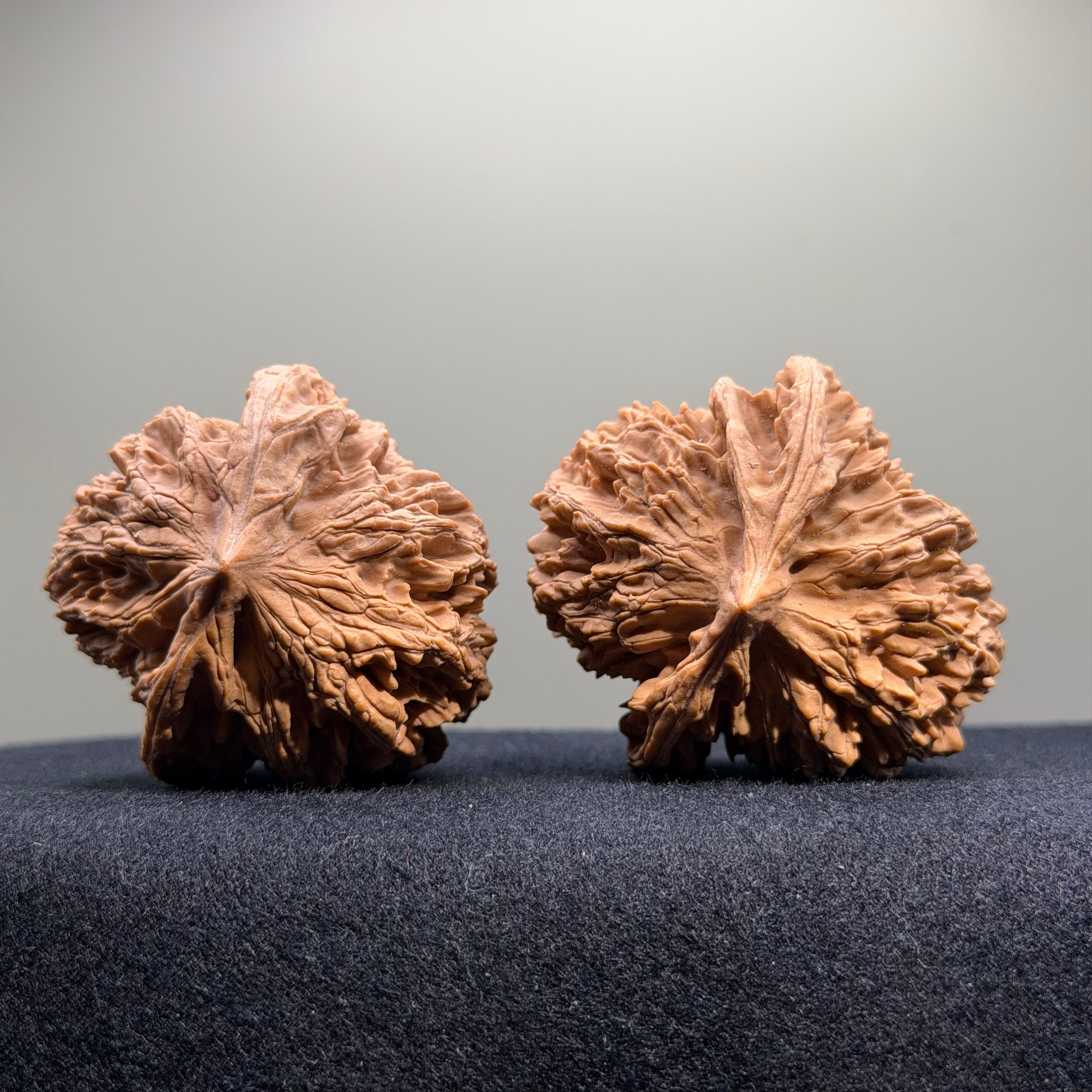 Official Hat Wenwan Walnut · 49mm · Natural · Select Ritual