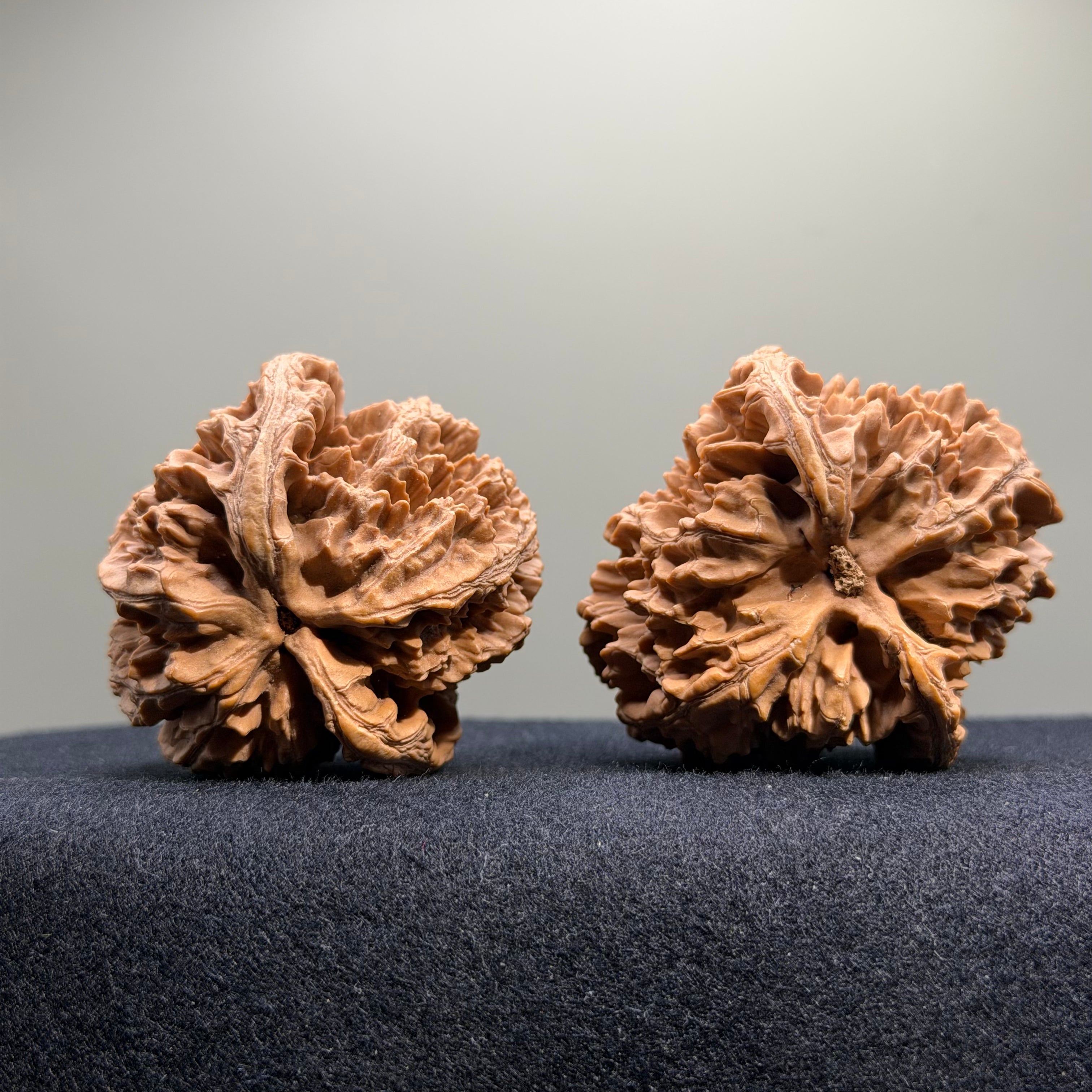 Official Hat Wenwan Walnut · 49mm · Natural · Select Ritual