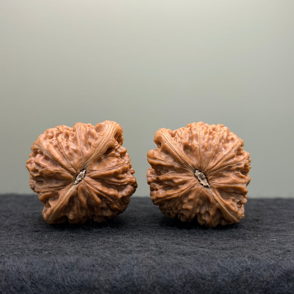 Hammer Lion Head Wenwan Walnut