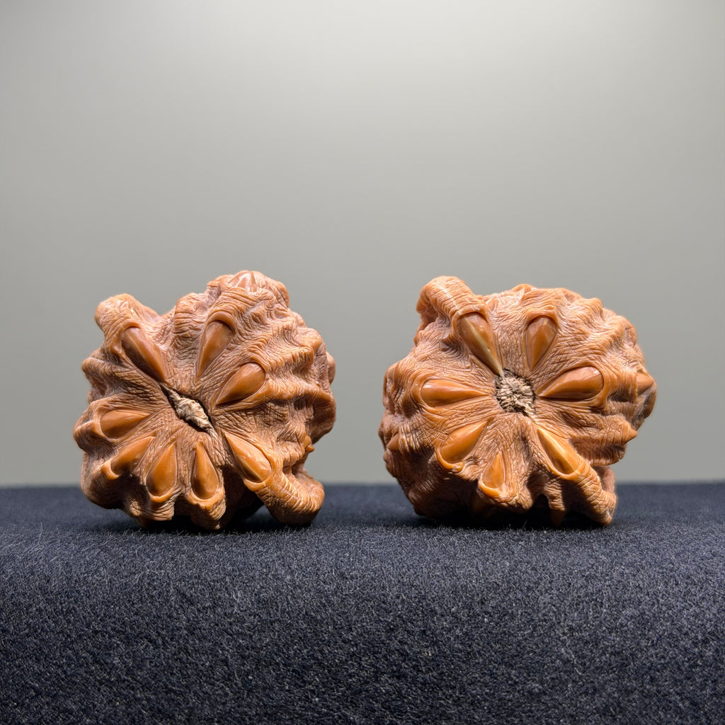 Dragon Claw Carved White Lion Wenwan Walnut · 42mm · Collector Ritual