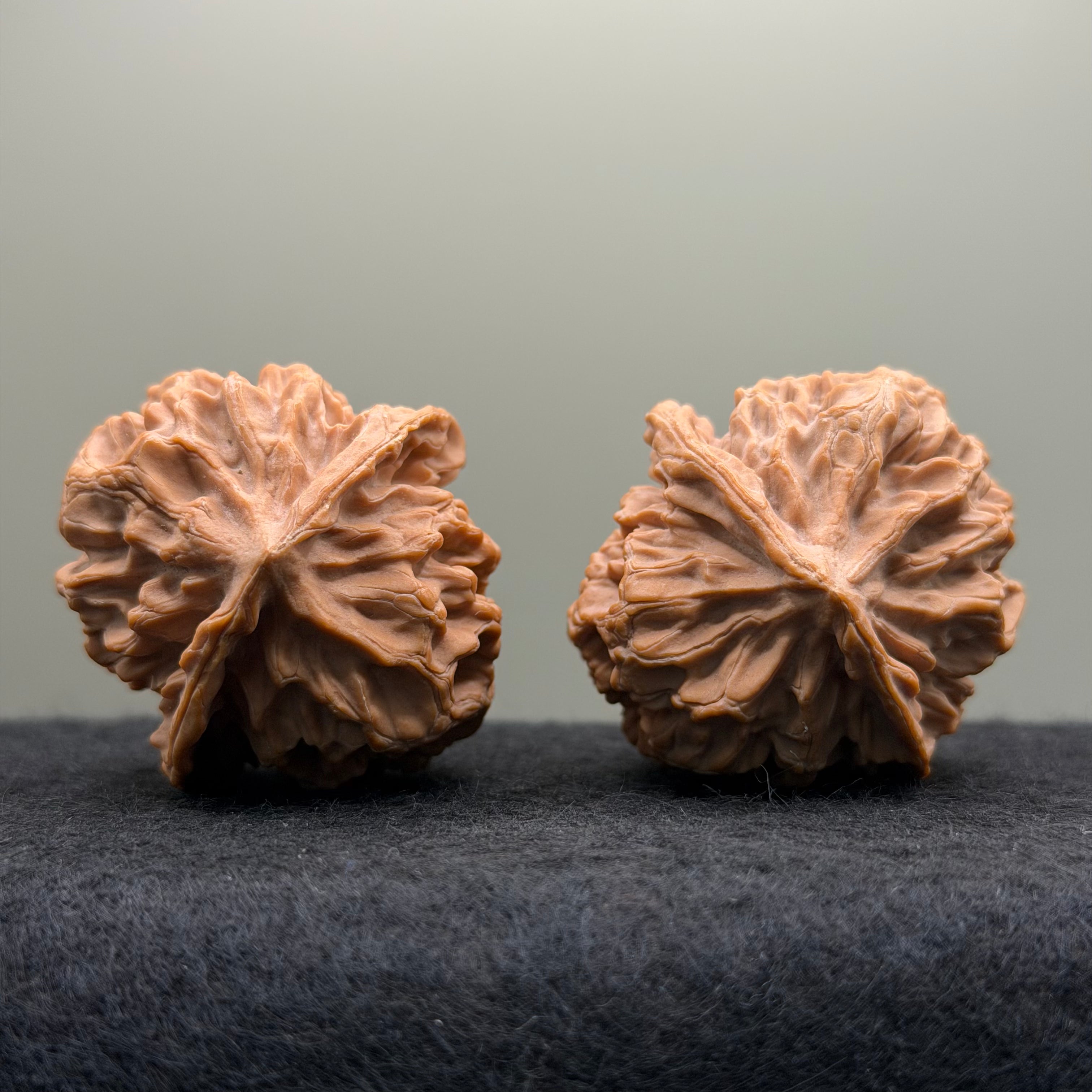 Champion Crown Official Hat Wenwan Walnut